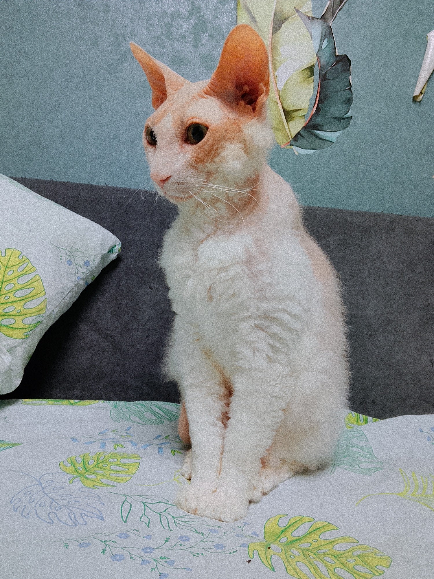 A fawn and white Cornish Rex cat sits upright on a bed in front of a grey sofa, facing slightly left. A pillow with a leaf pattern is behind it. The background consists of a light blue wall decorated with a tropical leaf design. The bedsheet also features a leaf pattern. There is no indication in the image that it was taken in Chaikovsky, Russia.