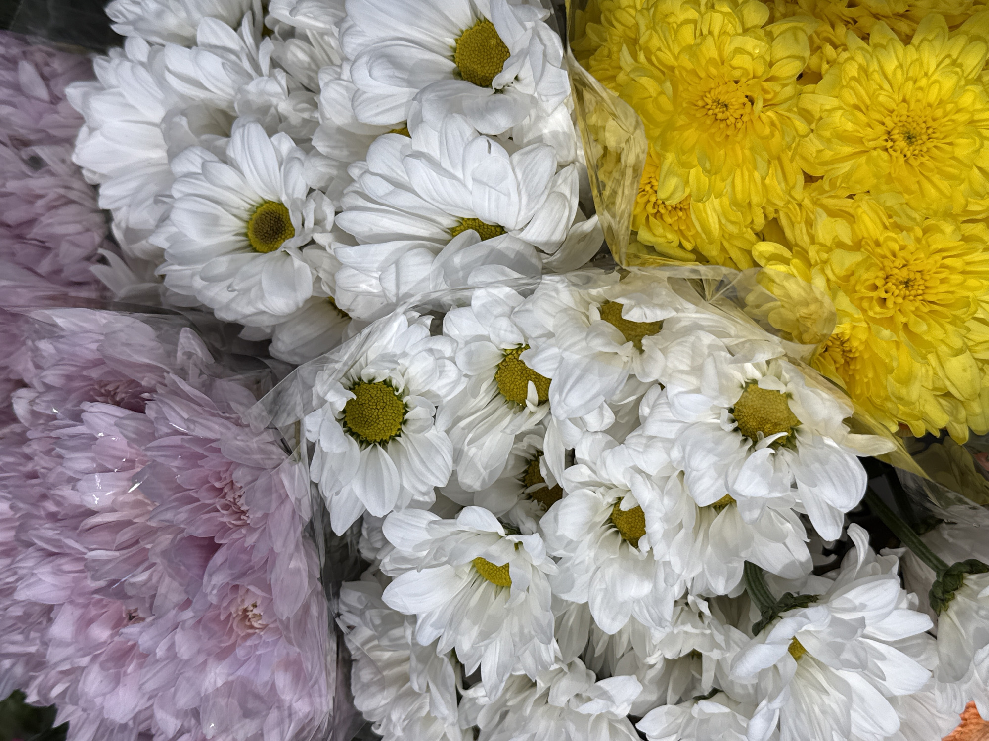 A top-down, close-up shot shows a bouquet of flowers. The bouquet consists of several bunches of chrysanthemum flowers. There are light pink chrysanthemums at the top, a large bunch of white chrysanthemums with yellow centers filling the middle and left of the frame, and a bunch of bright yellow chrysanthemums in the bottom right corner. The flowers are wrapped in clear plastic. The image does not depict any specific location in the city of Bad Lauterberg im Harz, Germany, nor does it show any people, actions, or interactions. The environment is solely the bouquet of flowers.