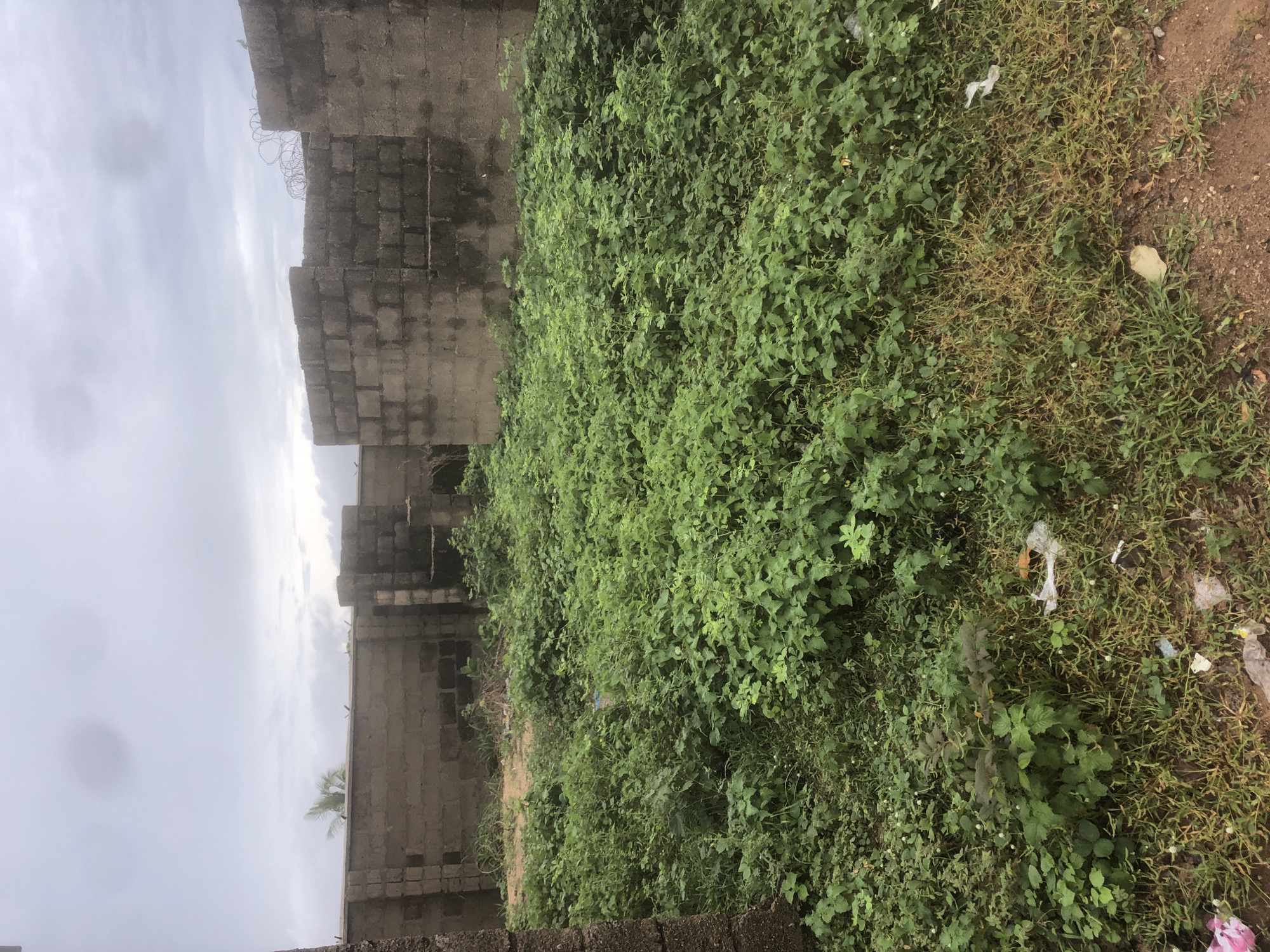 This media file depicts an outdoor scene, likely in Jalingo, Nigeria. The primary subjects are a partially constructed or abandoned building made of concrete blocks and an overgrown area of dense green vegetation. The building appears to have a wall with barbed wire at the top, suggesting a security measure or a state of disrepair. The vegetation, primarily consisting of leafy plants and grass, has encroached significantly, covering much of the ground and potentially parts of the building. Some scattered pieces of white plastic litter are visible on the ground amongst the grass and vegetation.
The sky is overcast with a pale, diffused light, indicating a cloudy day. The time of day is difficult to determine precisely, but the lighting suggests it could be morning or late afternoon. The scene conveys a sense of neglect and untamed nature reclaiming the built environment. There is no discernible activity or event taking place, giving the impression of a static, possibly abandoned location. The overall mood is somewhat somber and neglected due to the state of the building and the presence of litter. No text is visible in the image.