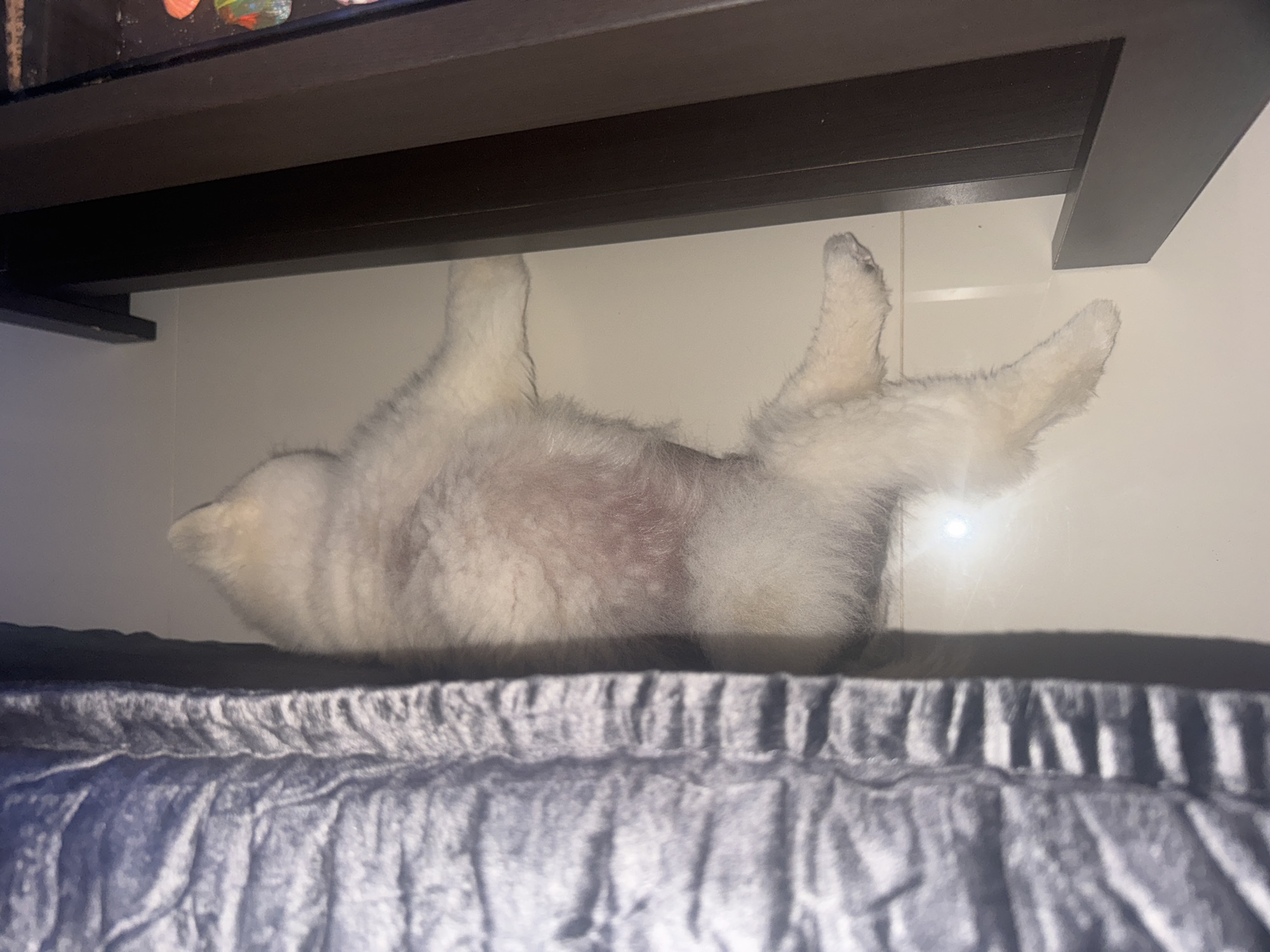 A white fluffy animal, likely a dog, is lying on its side on a white floor. The animal's belly is exposed and appears pinkish. To the left of the animal is a textured blue blanket or rug. To the right is a dark brown wooden structure, possibly furniture or a doorframe. The overall environment suggests an indoor setting.