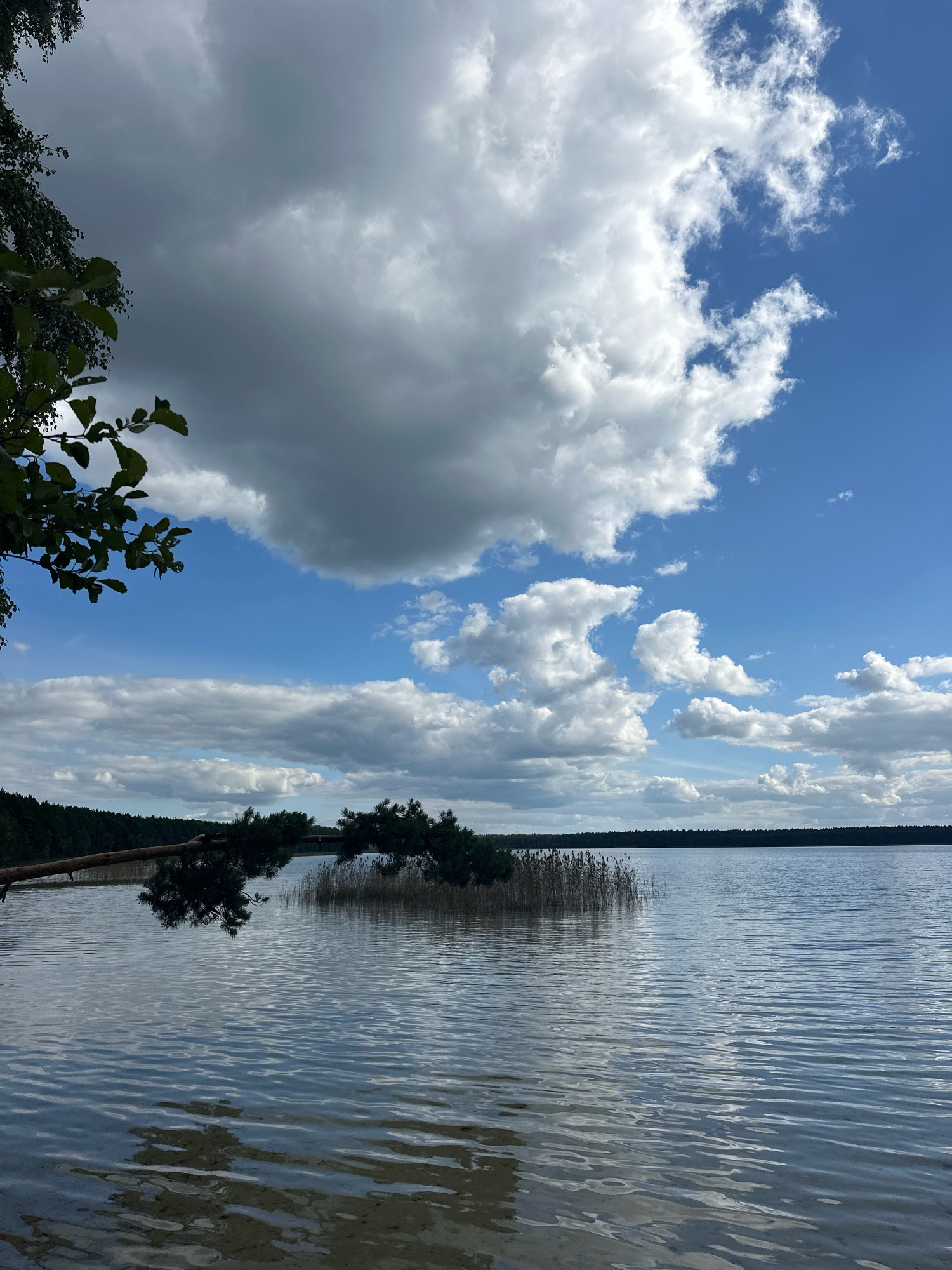 A tranquil lake scene is depicted, likely in the vicinity of Мядзельскі сельскі Савет, Belarus. The water's surface is gently rippled, reflecting the sky and surrounding trees. In the foreground, a sandy or shallow area is visible beneath the clear water. A cluster of tall reeds stands in the middle ground of the lake, with a dark forest forming a dense treeline on the horizon. Overhanging the water from the left is a branch of a birch tree with green leaves. From the right, a pine branch extends horizontally over the lake. The sky is a mix of vibrant blue with scattered white and grey clouds. The overall impression is one of natural serenity and a peaceful, undeveloped landscape.