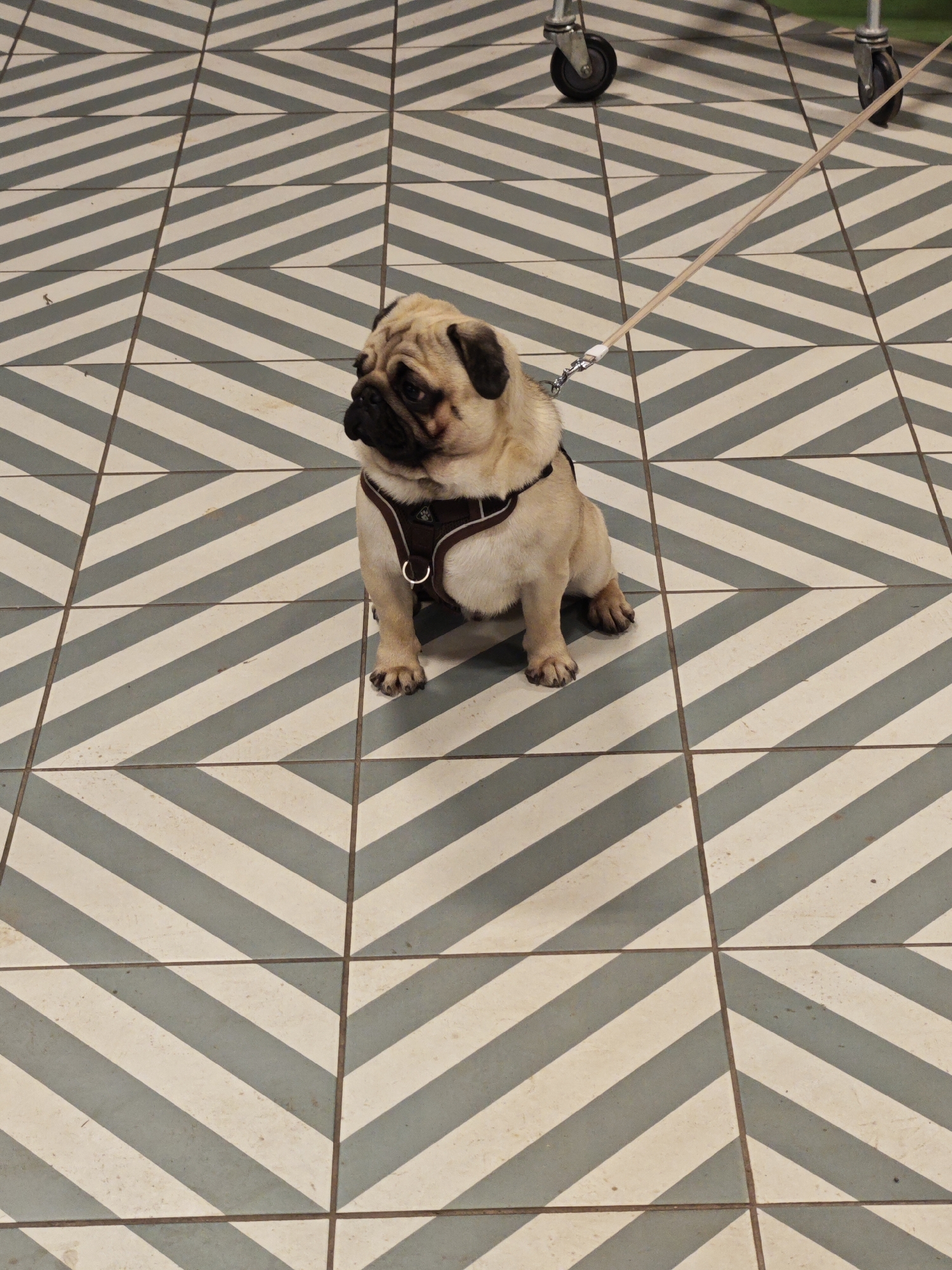 A fawn-colored pug wearing a brown harness and attached to a beige leash is sitting on a tiled floor. The tiles are arranged in a chevron pattern with alternating grey and off-white stripes. The wheels of a metallic cart are visible in the upper portion of the image. No people are visible in the image. There is no evidence to suggest that this image was taken in Марковский, Russia.
