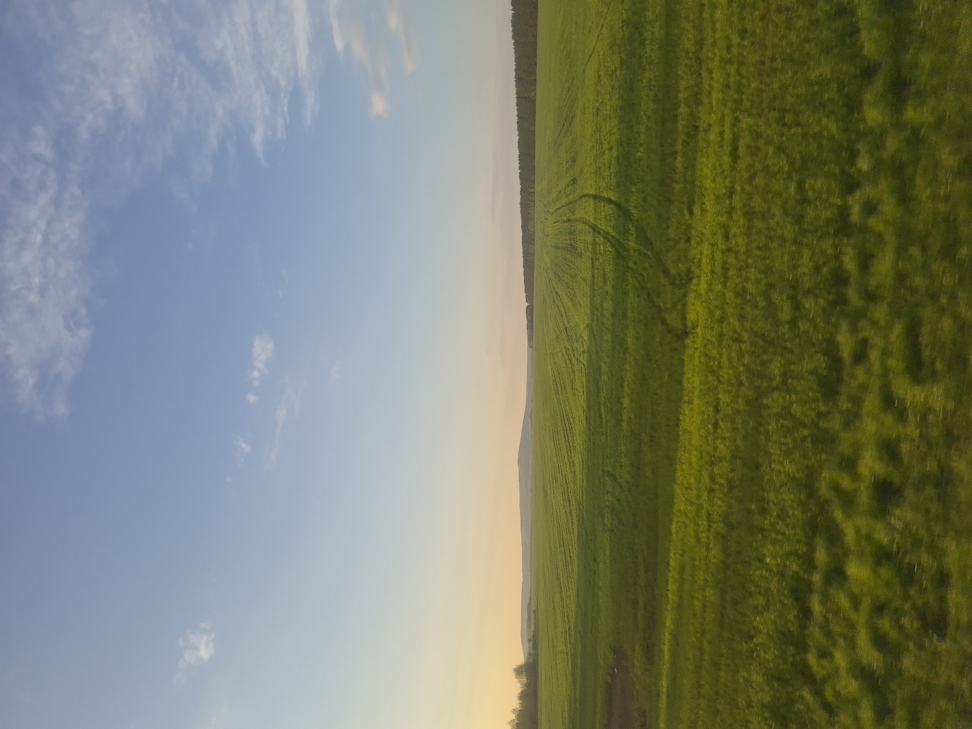 The image shows a landscape in Старошареево, Russia. On the left is a blue sky with sparse, wispy clouds. A yellowish or golden hue is visible on the horizon, suggesting sunrise or sunset. To the right, a large green field dominates, likely farmland, with possible tire tracks visible. Along the horizon line, there's a thin strip of trees, appearing like a forest edge. The overall scene is serene and rural, likely captured during dawn or dusk.