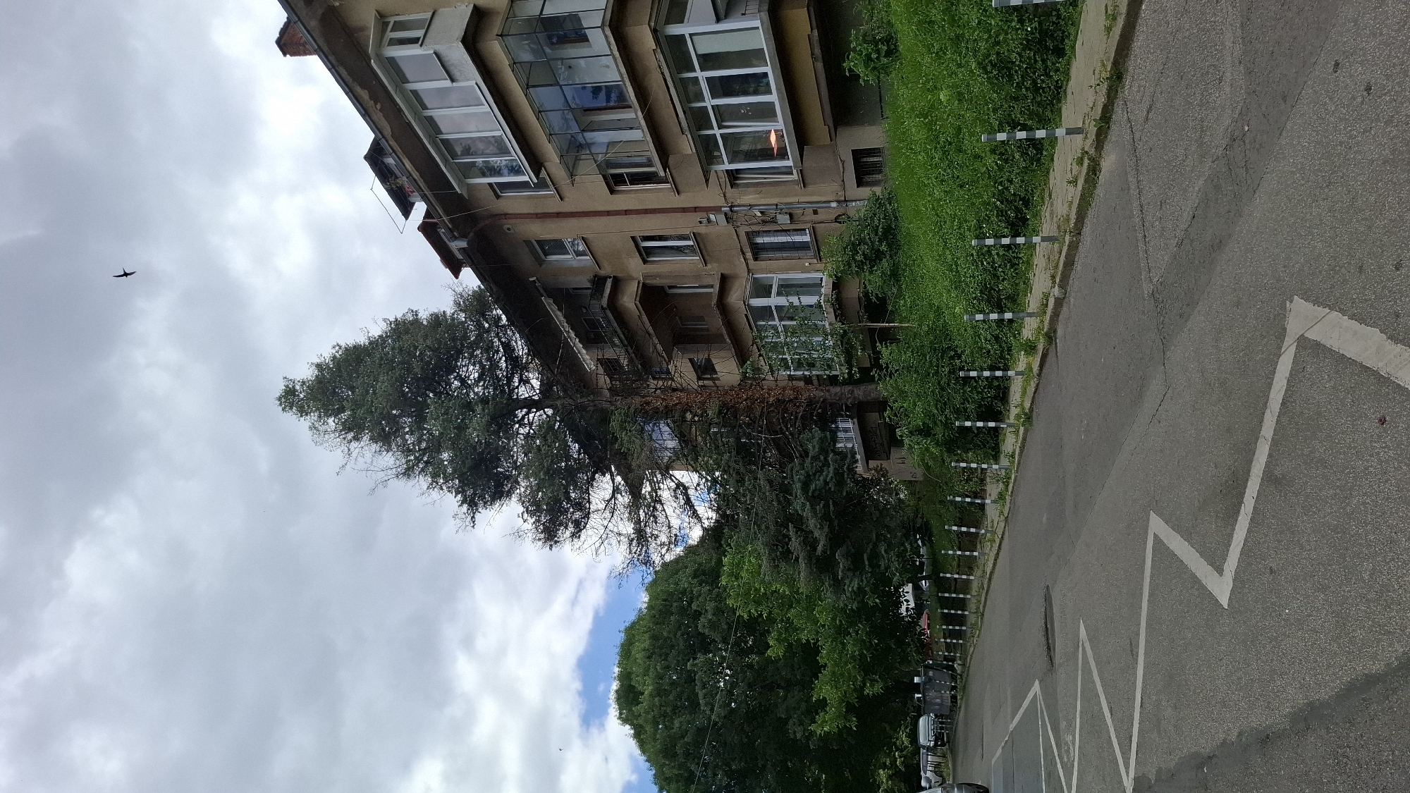 This is a medium-angle, eye-level, full outdoor shot of an apartment building in Sofia, Bulgaria, on a cloudy day. The building is a multi-story concrete structure with beige-colored walls and multiple balconies, some enclosed with glass. A tall evergreen tree stands in front of the building, partially obscuring it. The tree appears somewhat dry and sparse in its upper branches. Adjacent to the building is a dense growth of green bushes and grass. A paved road runs in front of the building, with white zigzag parking lines painted on its surface. Along the edge of the road, next to the greenery, are metal bollards with alternating black and white stripes. In the background, other trees and parked cars are visible. A single bird is flying in the sky. The overall impression is one of an urban residential area.