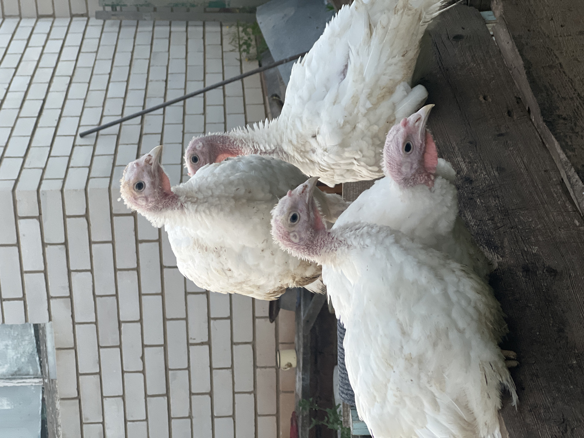 In the village of Bizyaki, Russia, four white turkeys are perched on a weathered wooden railing. The turkeys, with their pink, fleshy heads and necks, have their attention directed in various directions. The background features a white brick wall and a partially visible window. To the right, a dark pole leans against the wall. A few indistinct objects are visible in the middle ground, including what appears to be a yellow mug on a shelf. The overall scene suggests an outdoor, rural setting.