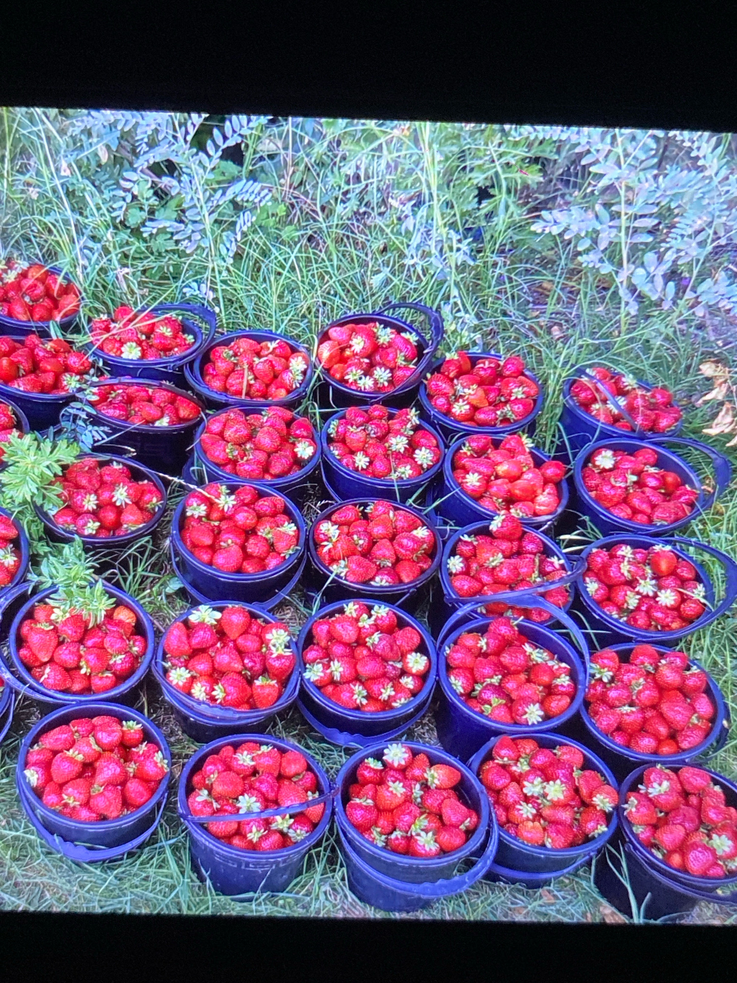 The image depicts an outdoor scene filled with numerous buckets of fresh strawberries arranged on a grassy area, with vegetation in the background. The buckets are dark blue and vary in fullness, with some overflowing with bright red strawberries. The strawberries themselves appear ripe and have visible green tops. The environment suggests a garden or field setting, with blades of grass and other plants creating a natural backdrop. The lighting indicates it is daytime. There are no people or animals visible in the image. The image does not provide any specific clues to its location within the city of Ramenskoye, Russia.