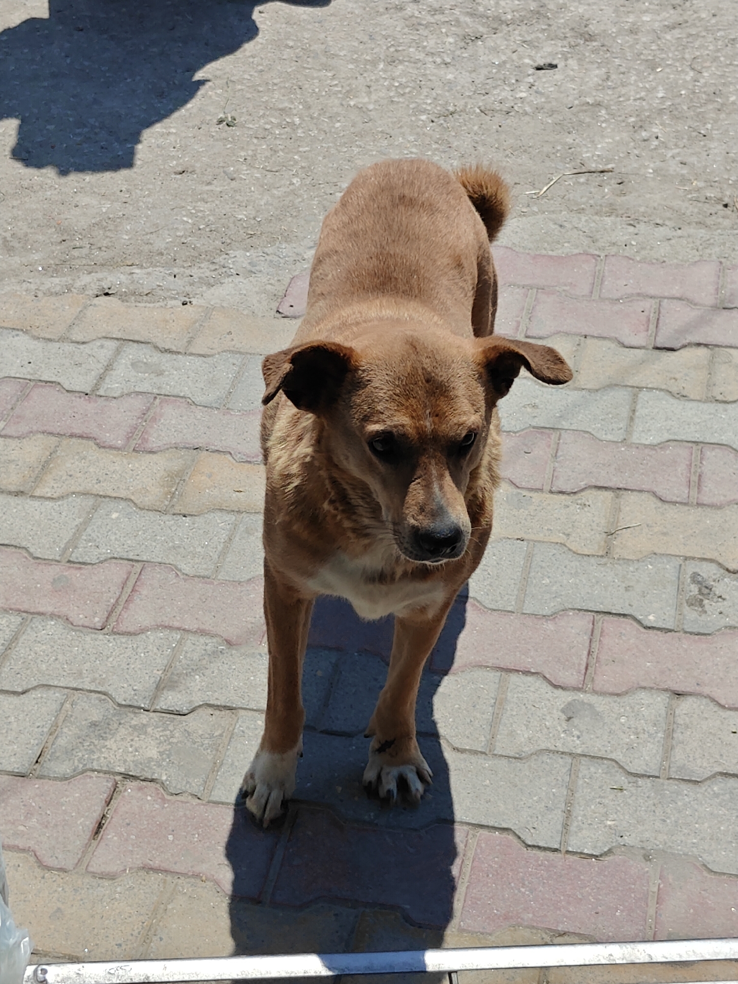 A medium-sized, light brown dog with dark eyes and floppy ears stands on a paved walkway in Vashisht, India. The dog is facing the camera with its head slightly tilted. Its body is mostly visible, with its tail curled upwards. The walkway is made of interlocking pavers in shades of grey and pink. A dark shadow of a person or object falls on the ground to the left of the dog. The background appears to be a concrete surface.