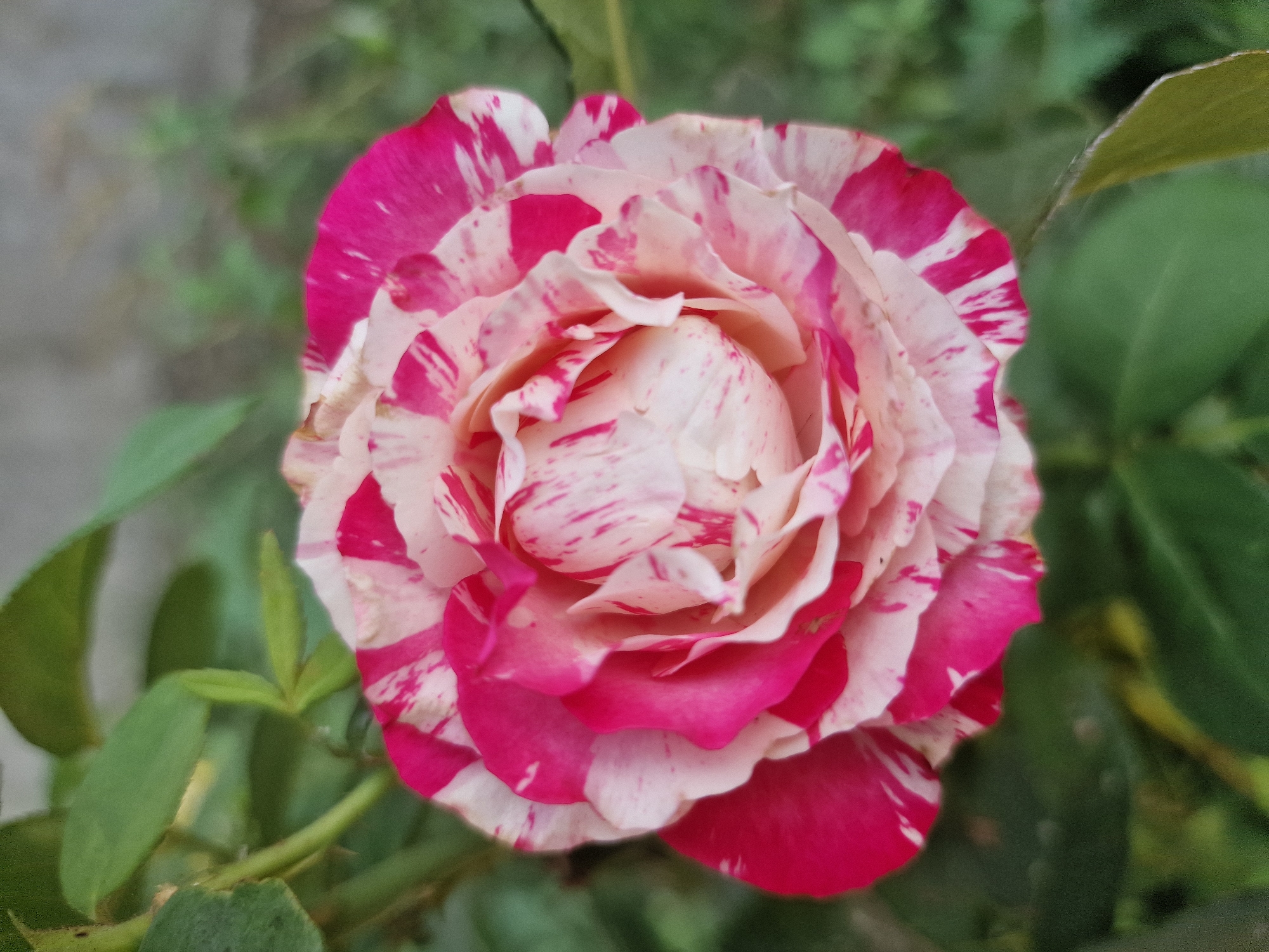 This is a close-up, eye-level, outdoor photograph of a single, bi-colored rose bloom with white and fuchsia stripes. The rose is in focus and centered in the frame, with its petals unfurling in a spiral pattern. The background consists of soft-focus green foliage and a grey, textured surface, possibly a wall or fence. The lighting appears natural and diffused. The photograph was taken in Kursavka, Russia. There are no people or animals visible in the image.