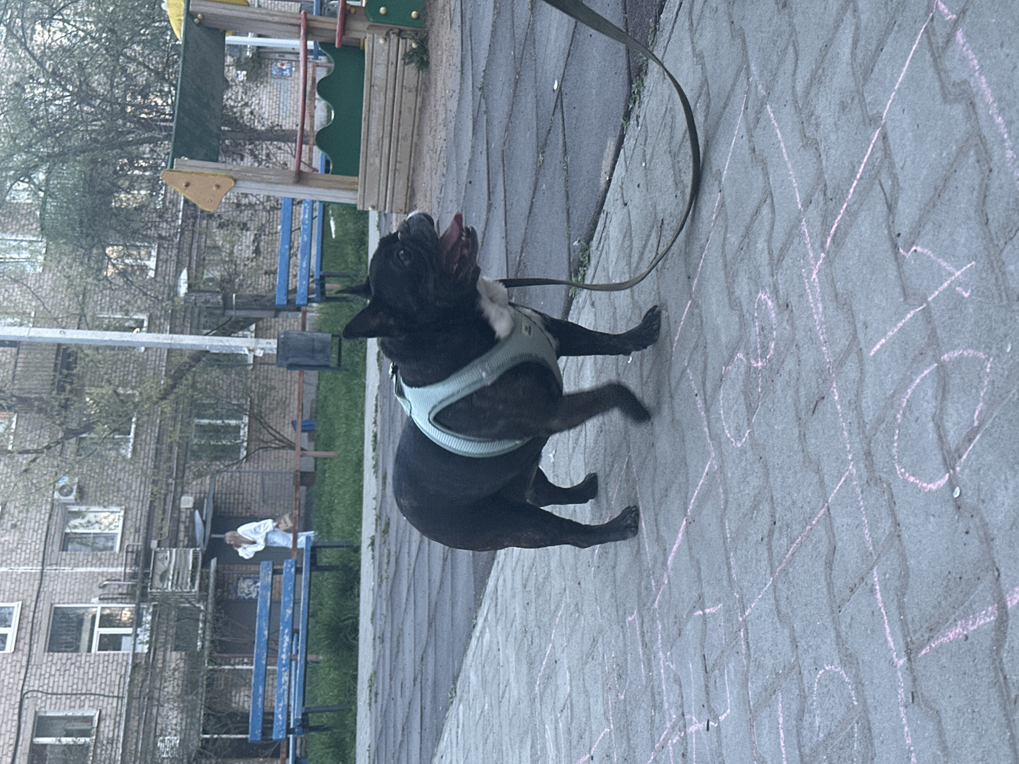 The image shows a black French bulldog wearing a blue harness on a gray brick pavement marked with chalk outlines of a hopscotch game. The dog is panting with its tongue out, its leash visible. In the background, there is a playground structure with green and yellow components, a row of blue benches, and an apartment building. A person is visible sitting on a bench in front of the building. The location appears to be a residential area, possibly in Chaikovsky, Russia, judging by the architectural style and general urban landscape.