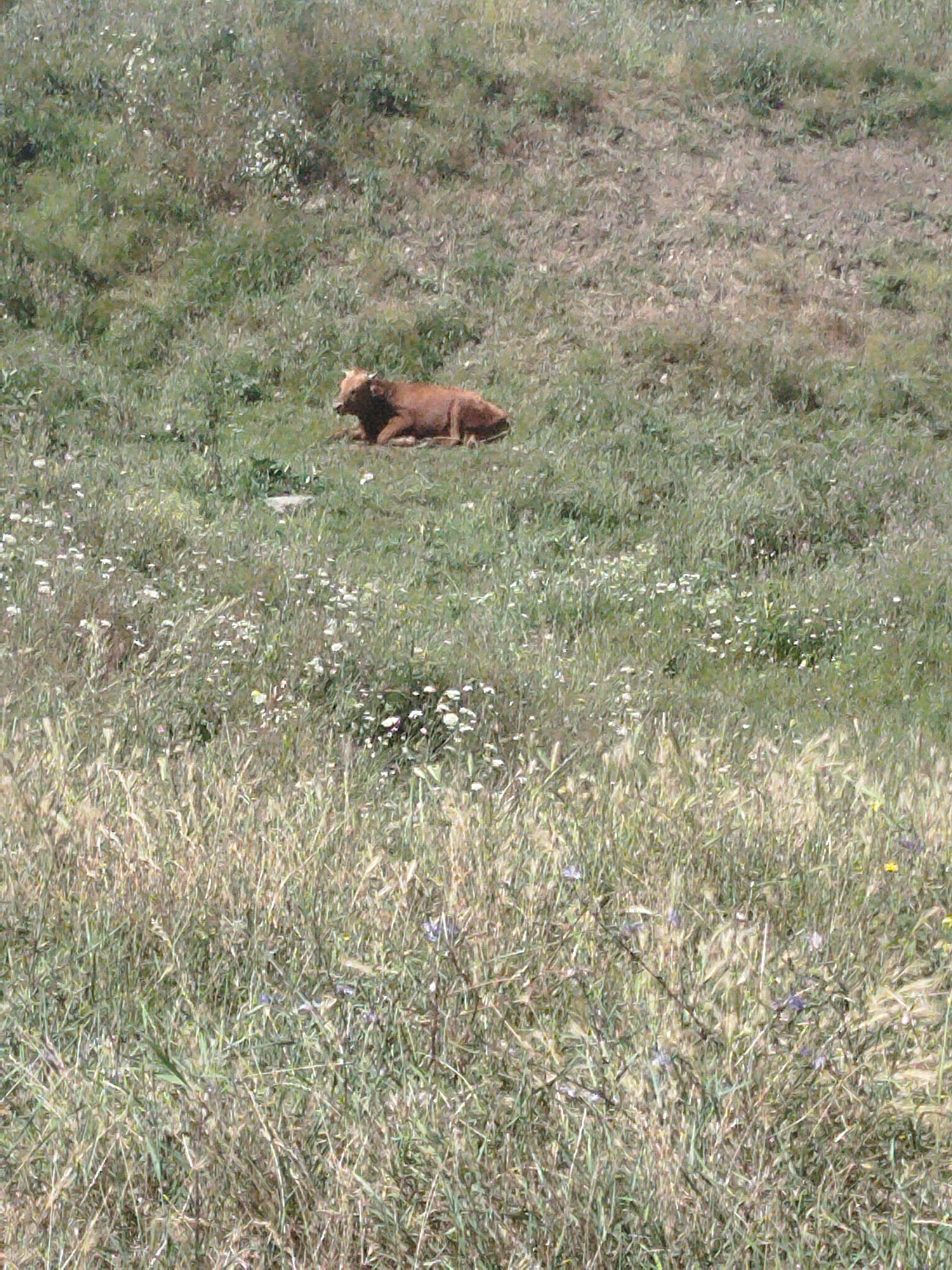 In a grassy, uneven terrain, a brown cow is lying down. The cow is positioned in the upper central portion of the image. The surrounding area is covered in green grass and scattered white wildflowers. The terrain slopes upwards from the foreground to the background. The overall scene appears to be in a rural or natural setting. There are no visible buildings or structures. No people are present in the image.