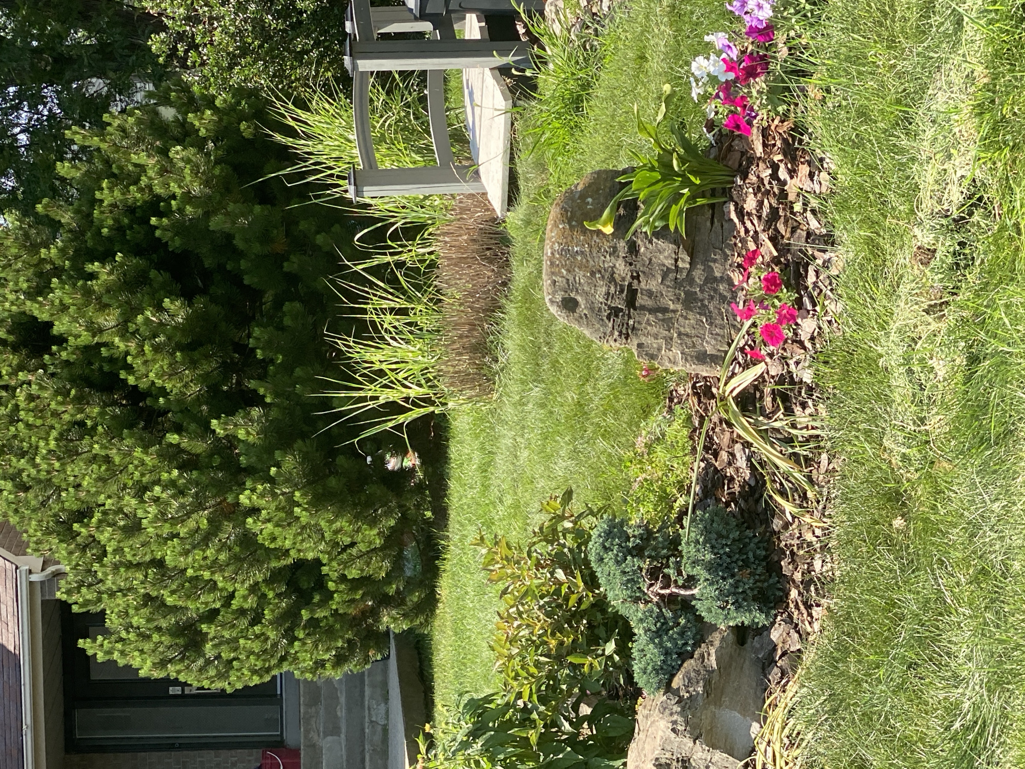 The image depicts a well-maintained garden in Pointe-Claire, Canada, featuring a variety of plants and landscaping elements. In the foreground, lush green grass surrounds a rock garden area. This rock garden includes a large, weathered boulder, several smaller evergreen shrubs pruned into rounded shapes, and a vibrant display of pink and purple petunias, along with some white flowers. A single yellow calla lily stands tall beside the large boulder. The ground in the rock garden is covered with dark brown wood chips.
Behind the rock garden, a small decorative bridge with grey railings spans a low area, partially obscured by tall, dry grasses. The bridge leads towards a backdrop of dense green foliage, dominated by a large evergreen tree that partially shields the entrance of a brick house. The house features a dark-colored door with glass panes and a grey roof. To the left of the door, a red bucket is visible on the bottom step. The overall scene suggests a sunny day with bright lighting and shadows.