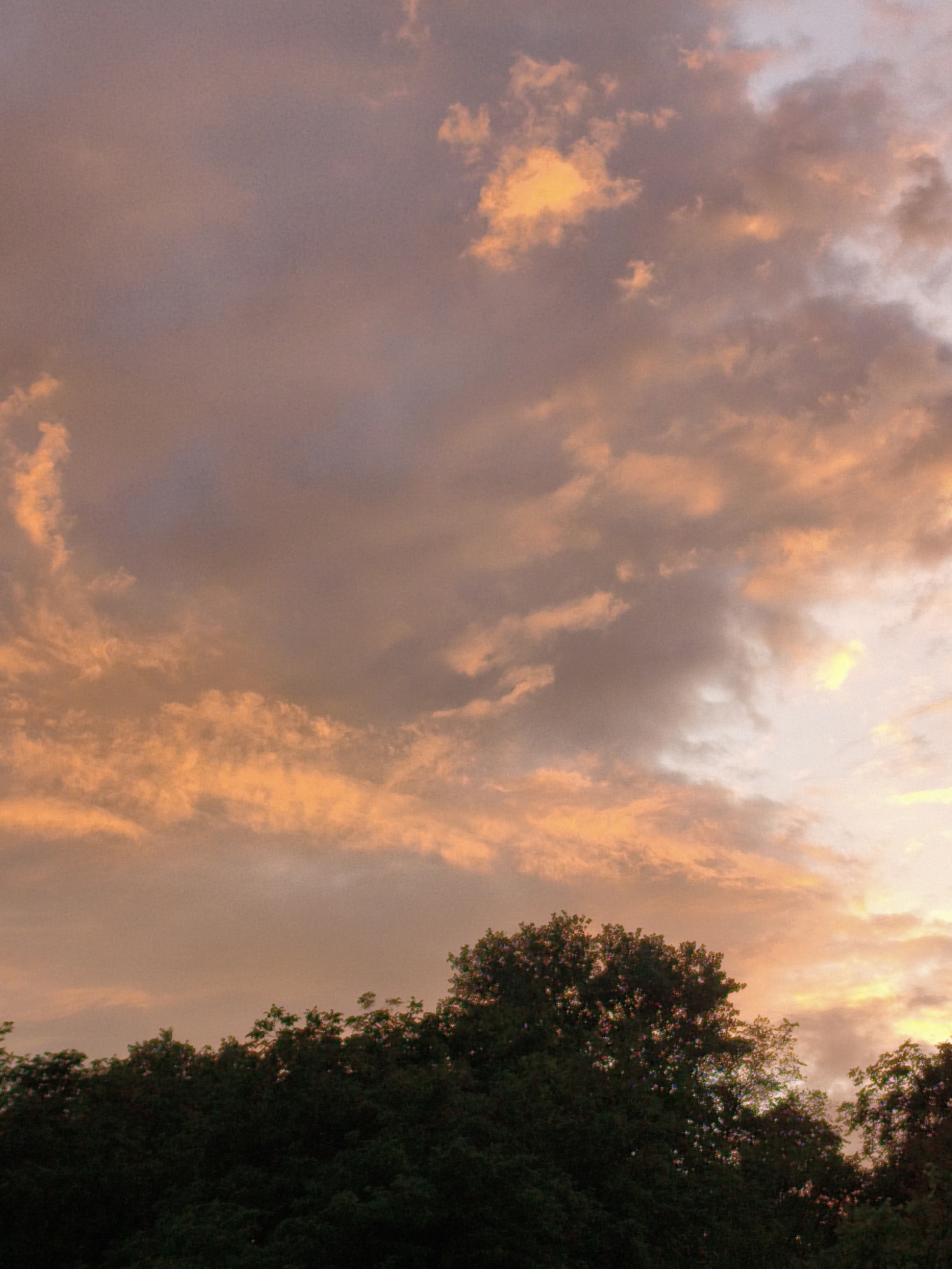 The image depicts a natural scene from Ustyvytsia, Ukraine, during what appears to be sunset. The sky is filled with clouds, illuminated by warm, orange and pink hues, suggesting the sun is low on the horizon. Below the sky, the tops of dense green trees form a dark silhouette against the lighter sky. The trees appear to be a mix of deciduous and possibly some coniferous types, forming a continuous line across the lower portion of the frame. No people, structures, or specific landmarks of Ustyvytsia are visible, making the scene a general representation of the natural environment in the area at dusk.