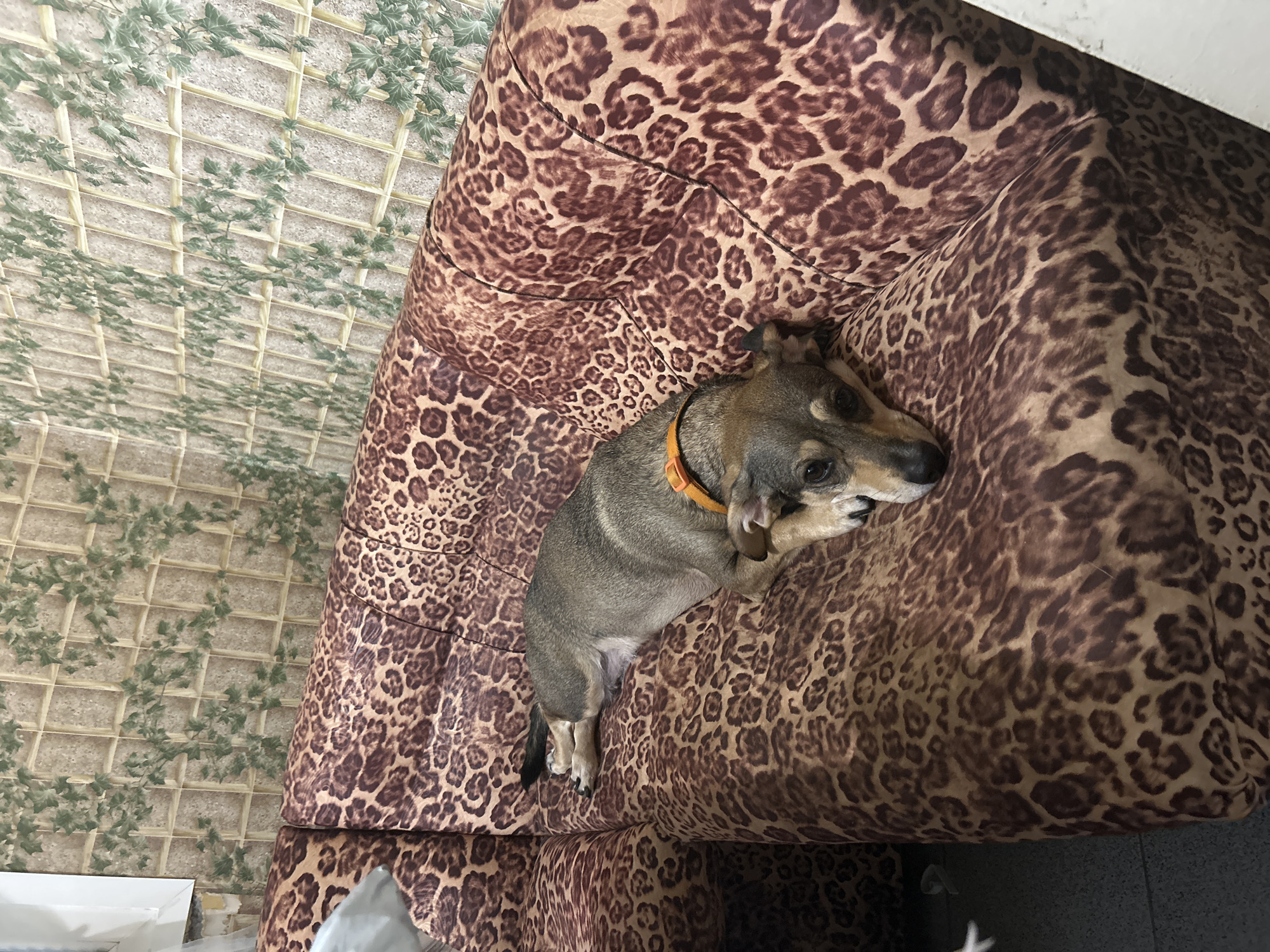 A medium-sized dog with short, grey-brown fur and an orange collar is lying on a leopard-print sofa. The dog is positioned on its side, with its head resting on its paws. The sofa is a dominant feature of the image, with its distinctive pattern filling much of the frame. Behind the sofa, the wall is covered in wallpaper that mimics a trellis pattern with green ivy. The lighting appears to be indoor ambient light. The scene suggests a domestic setting, likely within a home.