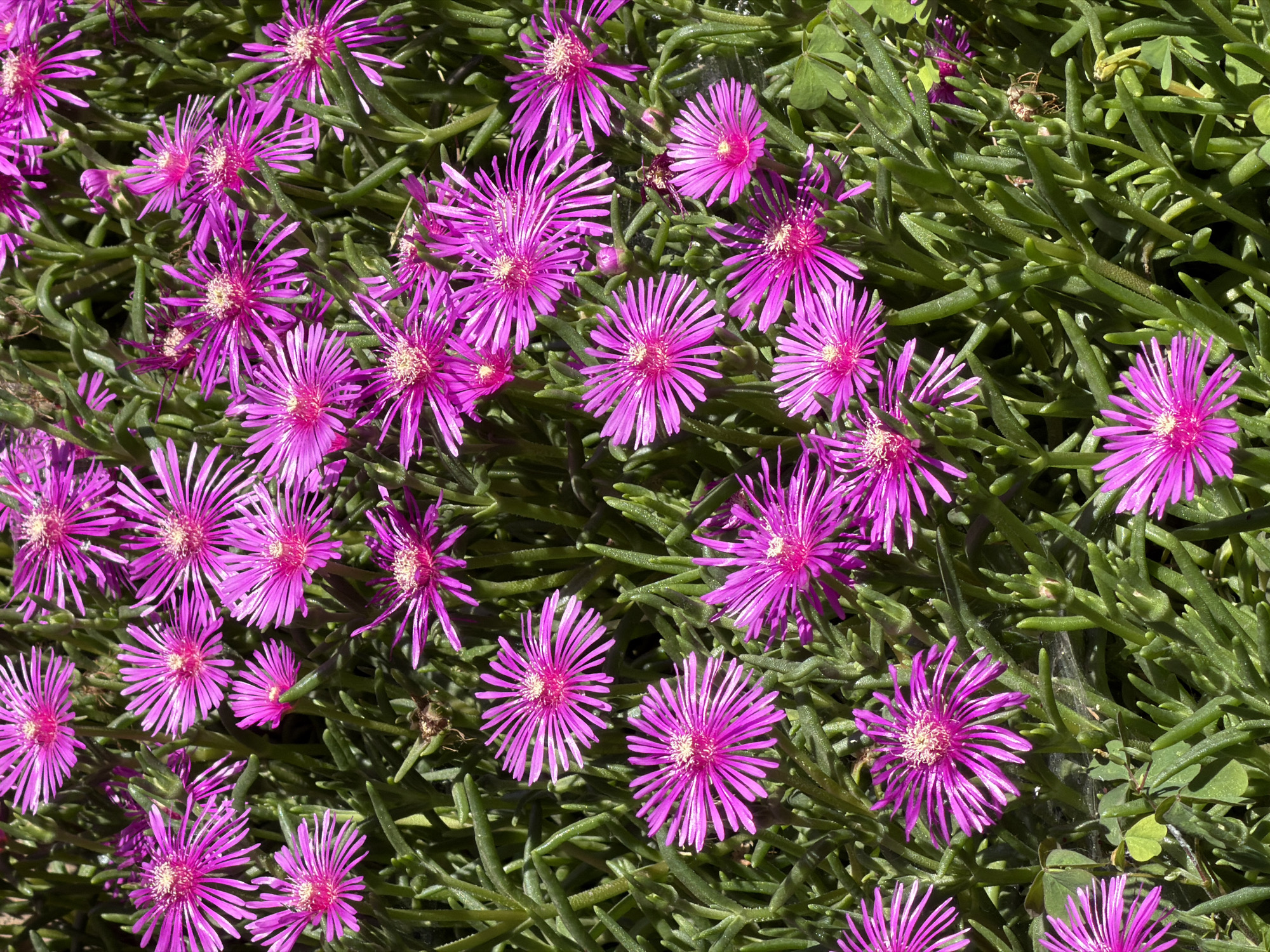 This is a close-up, top-down view of a dense ground cover of vibrant pink, star-shaped flowers with thin, pointed petals radiating from a light-colored center. The flowers are clustered together amidst thick, green, succulent-like foliage. The lighting suggests an outdoor setting with direct sunlight, creating some shadows and highlighting the textures of the plants. There are no people or man-made objects visible. The scene is entirely natural, focusing on the botanical details of the flowering plants. Without further information, the specific location in Sofia, Bulgaria, cannot be determined from the image alone.