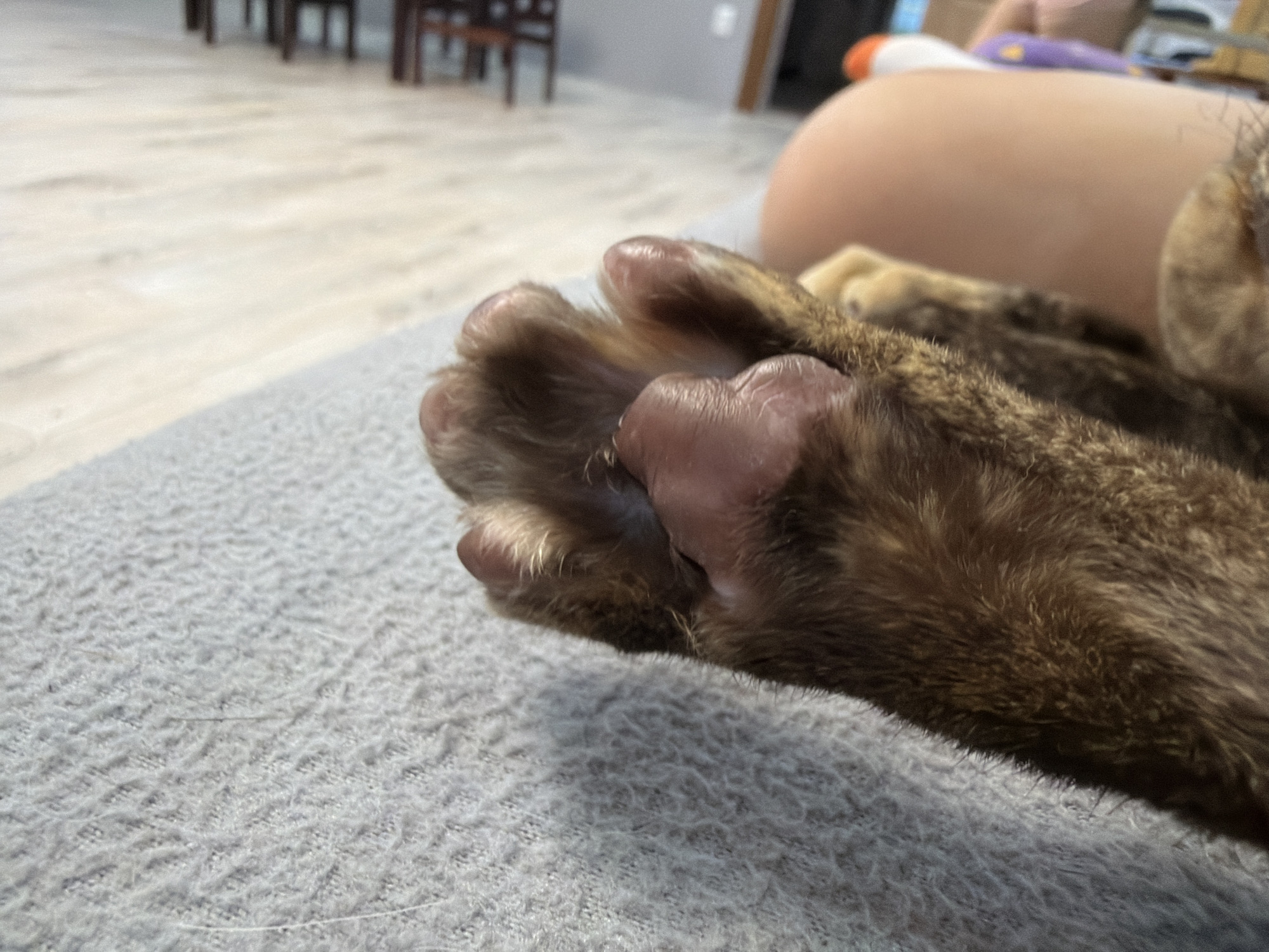 The image presents a close-up, low-angle perspective of a domestic cat's right front paw and lower leg, resting on a light gray, textured fabric surface, likely a blanket or upholstery. The cat's fur displays a brown, tan, and dark striped (tabby) pattern. The paw pads are visible, exhibiting a reddish-pink coloration with a slightly wrinkled, smooth texture. The digits are partially curled.
In the mid-ground, positioned behind and slightly above the cat's leg, a segment of a human's bare, light-toned skin, consistent with a thigh or upper leg, is visible and softly out of focus. Further in the background, the scene is significantly blurred, revealing a light-colored wooden floor with horizontal planks. indistinct forms of dark-colored furniture, possibly chairs and tables, are present in the deep background, indicating an indoor, furnished room. A blurred glimpse of a white sock with an orange stripe and a purple item of clothing are also discernible near the human skin.
The cat appears to be in a relaxed, resting posture. Several individual strands of light-colored hair are visible on the gray fabric surface.
There is no visual information within the image that permits the identification of a specific geographic location, such as the city of Chaikovsky, Russia.