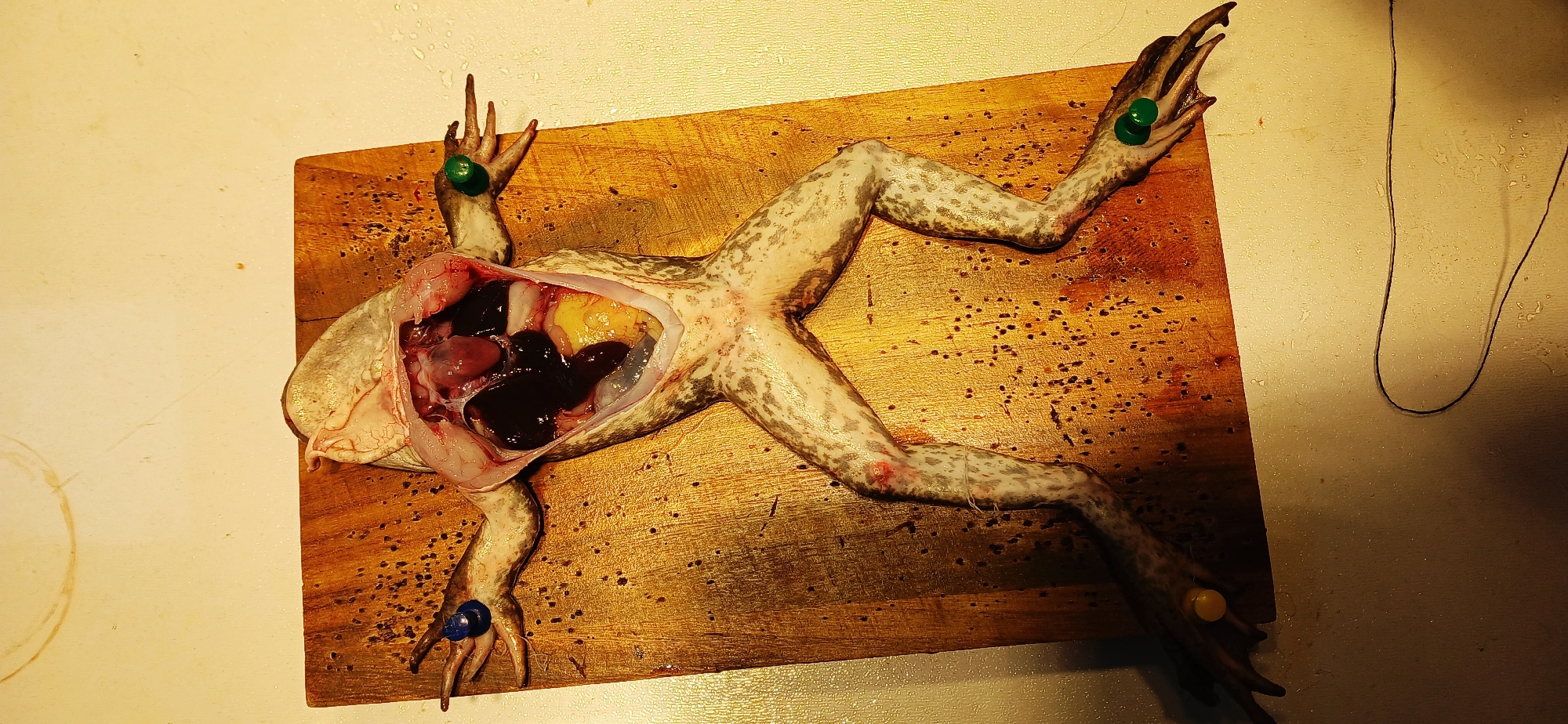 The media file presents an overhead view of a dissected frog splayed on a wooden cutting board. The frog is pinned in an extended position with thumbtacks: one blue on a front limb, two green on another front and a hind limb, and one yellow on the remaining hind limb.
The frog's abdominal cavity is incised and pulled open, exposing its internal organs. Dark-colored organs, likely including the liver, are prominent within the cavity, alongside some yellowish fatty tissue. The wooden cutting board features numerous small, dark specks, possibly residue from previous activities. The board rests on a light-colored surface, which appears to be a counter or table. A dark, thin string or wire is visible coiled on this light surface to the right of the board.
The image captures a scientific or educational activity, specifically a frog dissection. The lighting is warm and artificial, suggesting an indoor setting such as a laboratory or classroom. No specific time of day, weather, or discernible emotions are conveyed. While the context of Chongqing High-tech Zone, China, is provided, there are no visual cues within the image to indicate this specific location. No text is visible in the media file.