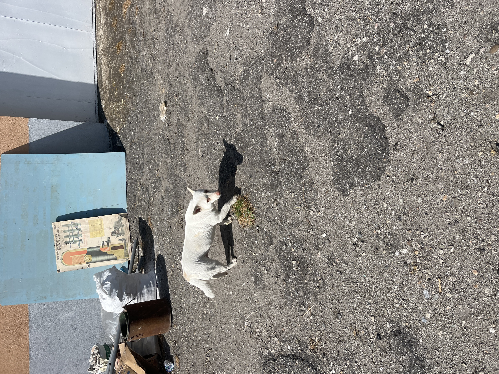 The photograph appears to be taken in an outdoor, urban environment, possibly an alleyway in Asenovgrad, Bulgaria. The ground is paved with asphalt. A white dog is lying on the ground. Next to it, there is some sparse vegetation. To the left, there are items discarded next to a painted wall, including a poster, a white bag, buckets, and other unidentified trash. The building appears to be multi-colored: tan, gray and blue. The time of day is daytime, as indicated by shadows.