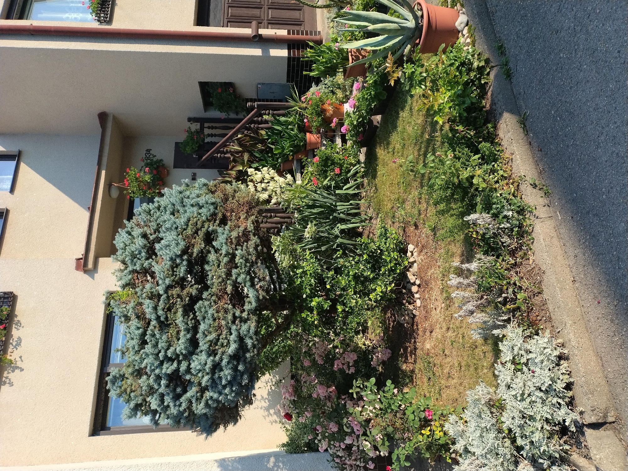 The image shows a residential building in Hluboká nad Vltavou, Czechia. A well-maintained garden with various plants and flowers is in front of the house. A prominent blue spruce tree stands in the center of the garden, surrounded by rose bushes and other greenery. Several potted plants are placed on the steps leading to the house entrance. The building is light-colored with dark brown window frames and doors. The foreground features a paved road and a concrete curb. The scene is illuminated by natural sunlight, casting shadows on the building and the garden. There are no people or animals visible in the image.