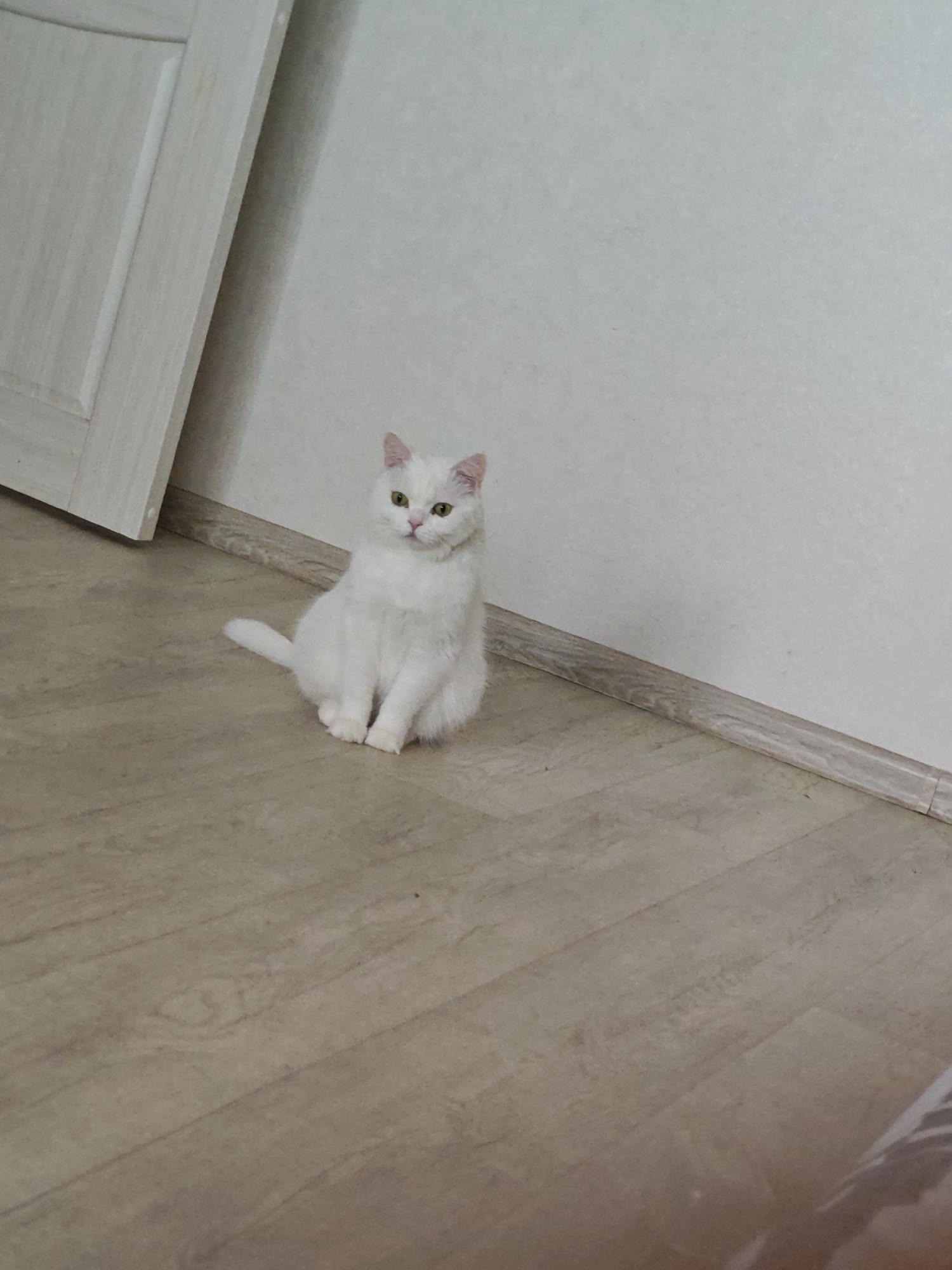 The image displays a white cat sitting on a light-colored wooden or laminate floor in an indoor setting. The cat is the central subject, positioned slightly to the left, and is looking directly at the viewer. It has bright green-yellow eyes, and its ears and nose show a faint pink coloration. Its tail rests on the floor behind it.
The background consists of a plain, light-colored wall, likely off-white or very light gray. To the left, part of a light-colored wooden door or door frame is visible, indicating an entrance or partition. A matching wooden baseboard runs along the bottom of the wall, separating it from the floor.
The lighting is soft and even, suggesting either indoor artificial lighting or diffused natural light during daytime hours. The scene captures a quiet moment with the cat as the sole focus, appearing calm and observant. No specific activities or events are taking place beyond the cat sitting. The location context provided is Markovskii, Russia, though this is not visually evident in the image itself. There is no visible text.