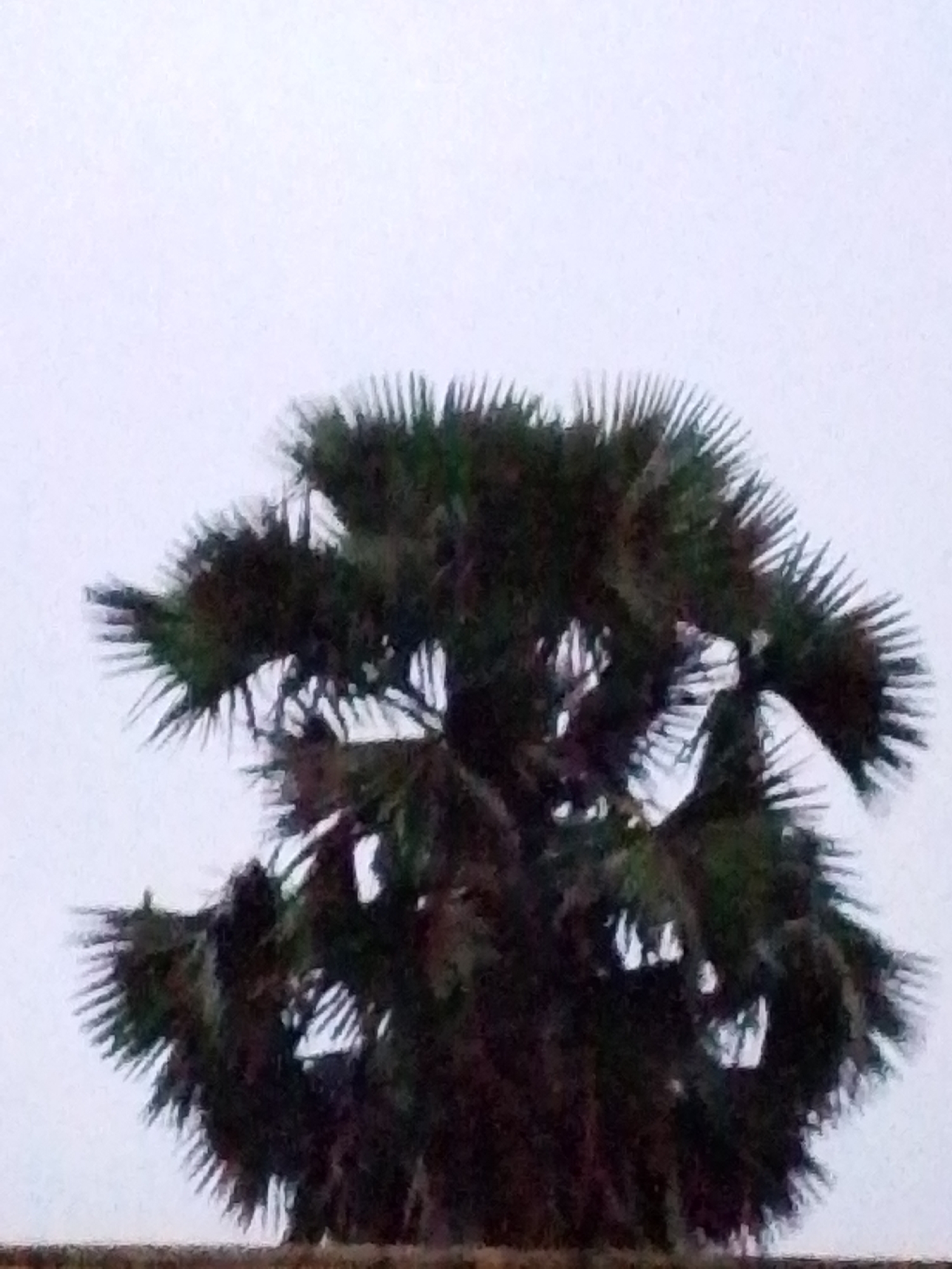 The image displays a dark, bushy palm tree against a pale, overcast sky. The tree's fronds are dense and appear to be in shadow, with some lighter areas visible where the sky peeks through. The bottom of the image shows a blurred, horizontal line of brown, which could be the top of a wall or some other structure. The overall impression is of a cloudy day in a tropical or subtropical environment. The location of Serti, Nigeria, is noted as the context for this scene.