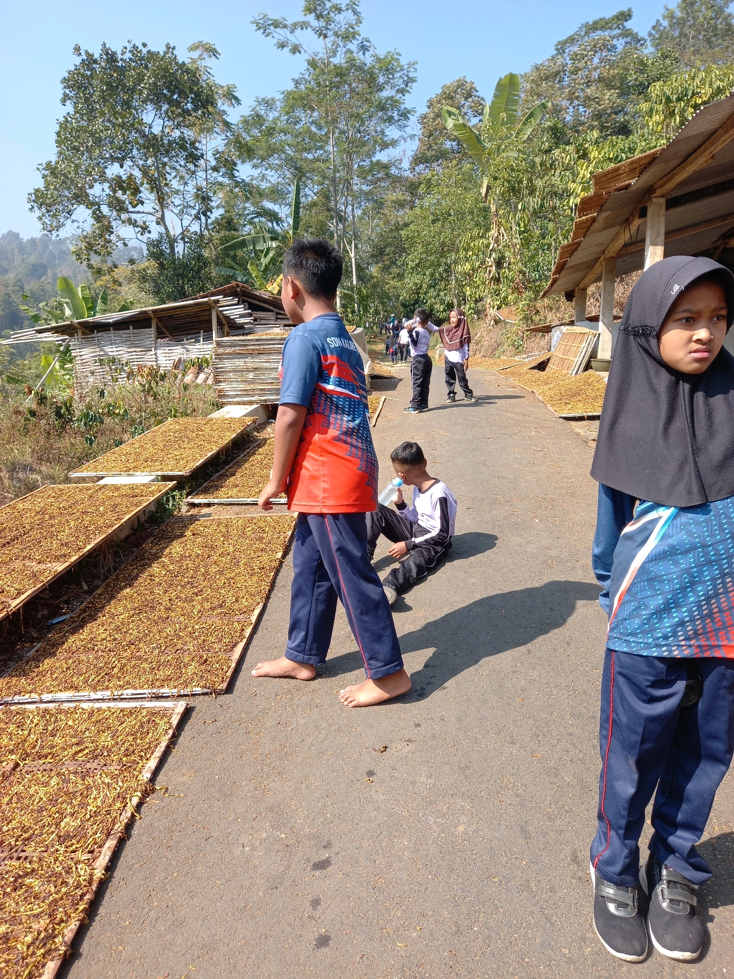 In the city of Blumah, Indonesia, a group of children are seen gathered outdoors on a sunny day. In the foreground, a young girl wearing a black hijab and a blue and red patterned shirt stands on the right side of the frame, facing away from the camera. To the left of the frame, a young boy in a blue and orange t-shirt and blue pants walks barefoot on a paved road. Behind him, another young boy sits on the road, drinking from a bottle of water, wearing a white long-sleeved shirt with black accents and black pants. Further in the background, several other children are seen walking in a line on the road, some wearing school uniforms. The scene is set in a rural or semi-rural environment, with lush green trees and vegetation covering the hillside in the background. Several wooden structures, possibly drying racks or shelters, are visible, holding a large quantity of dried, light-brown material, which appears to be tobacco leaves. The road is lined with these drying racks, suggesting a tobacco processing or drying area. The sky is clear and blue, indicating fair weather.