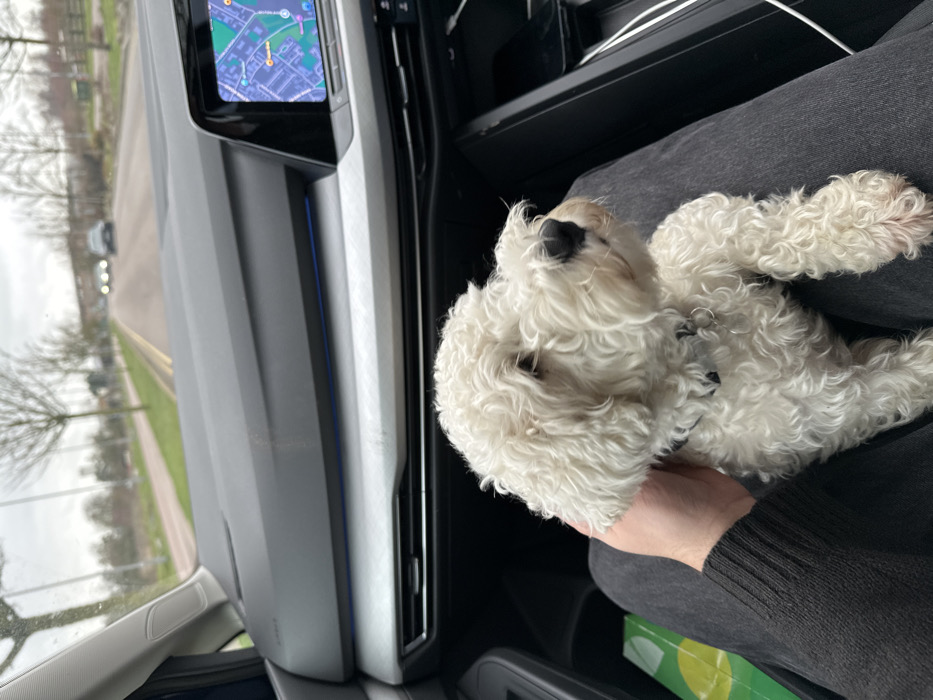 A white, curly-haired dog with a black collar rests on a human's lap inside a vehicle, viewed from the passenger's perspective. A human hand with light skin tone gently contacts the dog's head. The person wears dark grey trousers and a dark long-sleeved garment. The vehicle's interior features a dark grey dashboard, a lighter grey trim panel with a blue accent light, and air vents. A central infotainment screen displays a navigation map, identifying the location as the road network around Hauxton Road, South Cambridgeshire, United Kingdom. A white USB cable is visible in the center console. Through the windshield, an overcast sky and a two-lane asphalt road are visible, marked with double and single yellow lines. A paved pedestrian or cycle path runs parallel to the road on the left, which is lined with bare trees. Two vehicles with illuminated headlights are visible in the distance, traveling in the opposite direction.