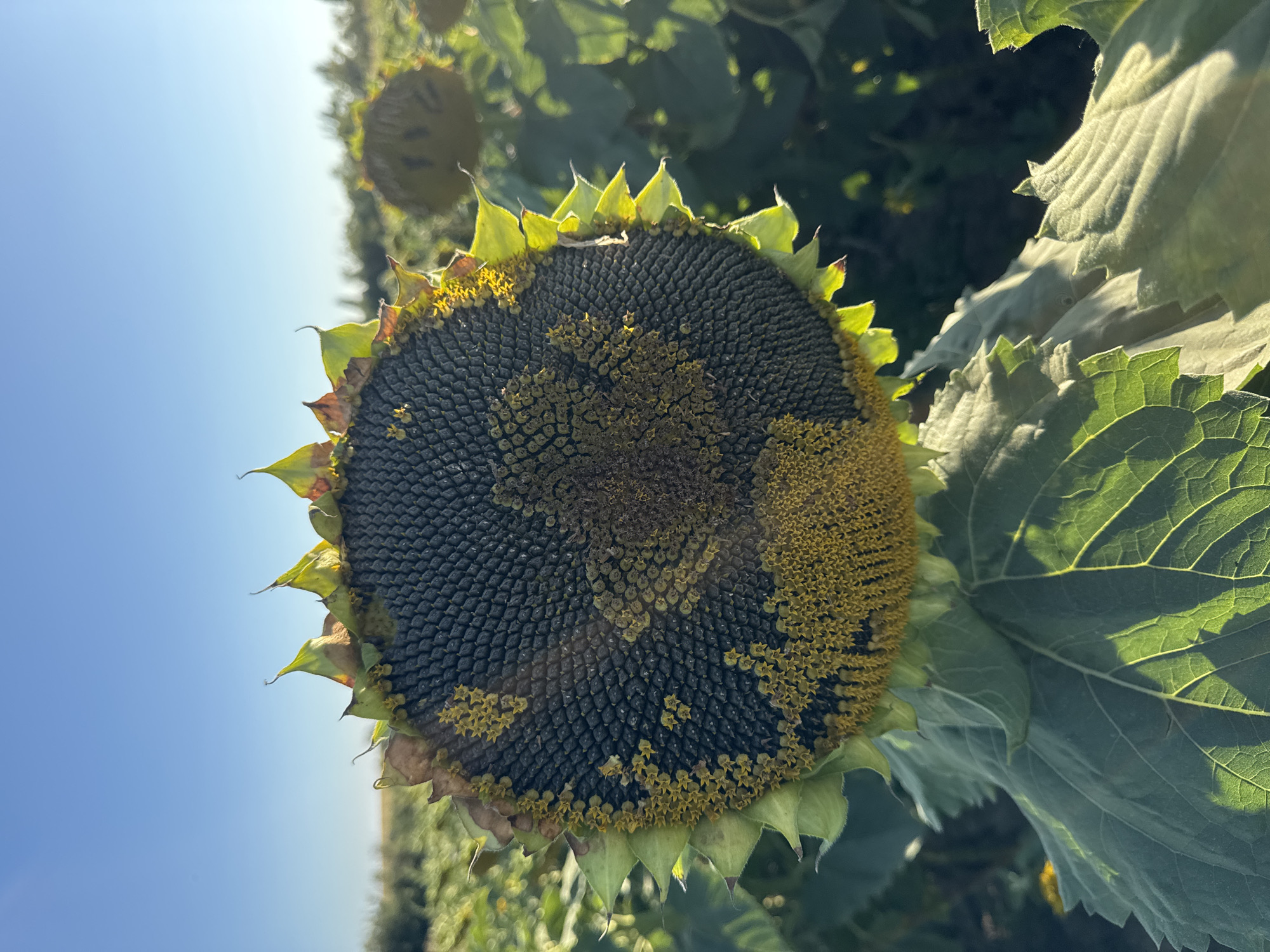 A close-up, eye-level shot captures the face of a ripe sunflower in a field under a clear blue sky. The sunflower's dark seed-filled head dominates the foreground, with a scattering of remaining yellow petals clinging to its edge. The center of the head shows a pattern of seeds, with some areas appearing more mature and darker than others. Large green leaves, textured with prominent veins, fan out below the sunflower head. The background is blurred, showing more sunflowers and the sunlit landscape of Kalachkivtsi, Ukraine. The lighting suggests it is daytime, likely late afternoon due to the warm, low angle of the sun casting shadows.