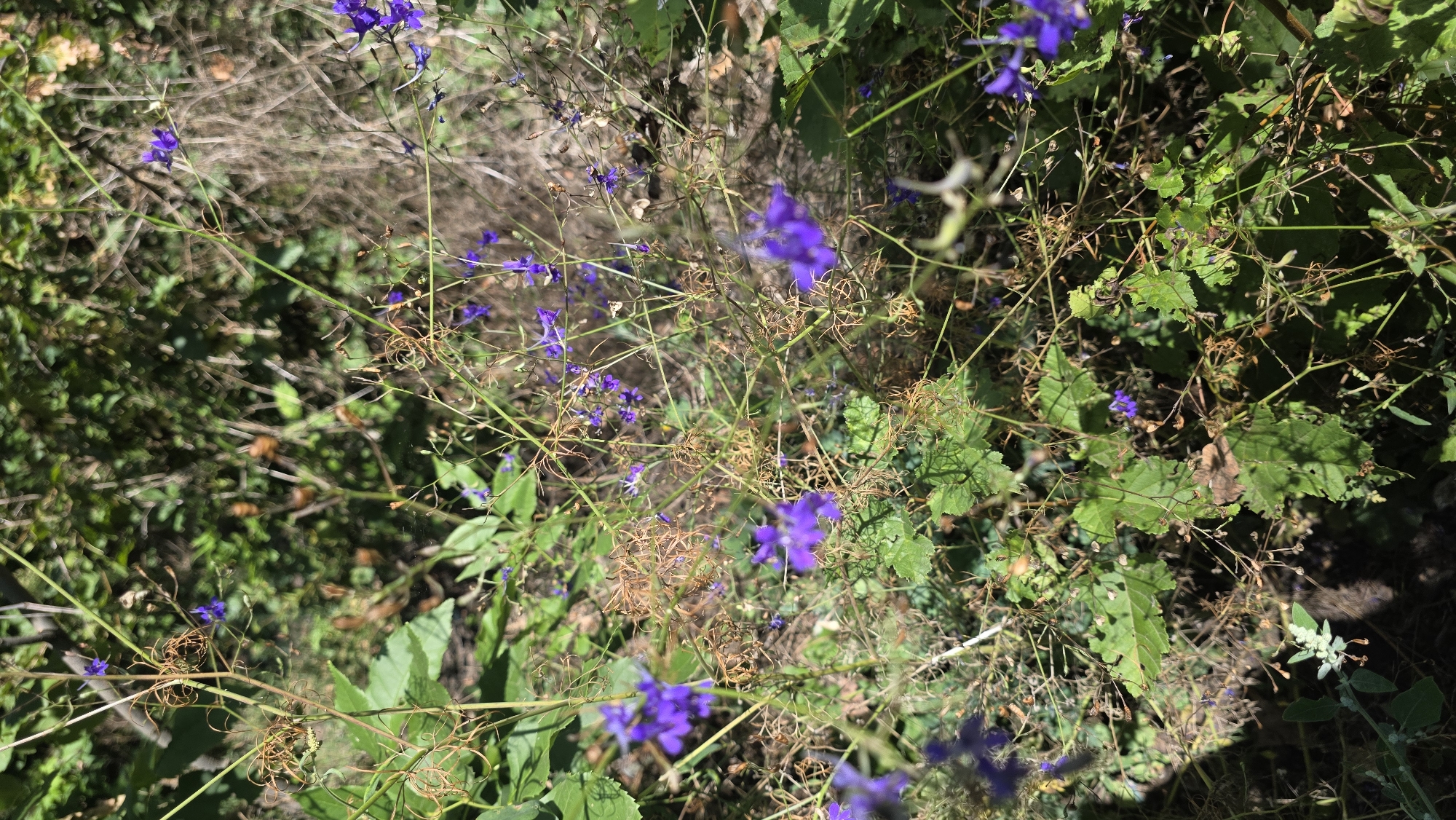 A close-up, overhead shot shows a patch of wild vegetation. The plants are a mix of green leaves, thin, dried brown stalks, and small, delicate purple flowers. The flowers are clustered on thin stems and appear to be a wildflower. Some of the brown stalks have seed pods or withered flower remnants. The background is a blur of green foliage and dry, out-of-focus plants, suggesting a natural, uncultivated environment. There are no people or man-made objects visible in the frame. The lighting suggests it is daytime, with sunlight dappling through the leaves. The location is described as Unknown, Unknown.