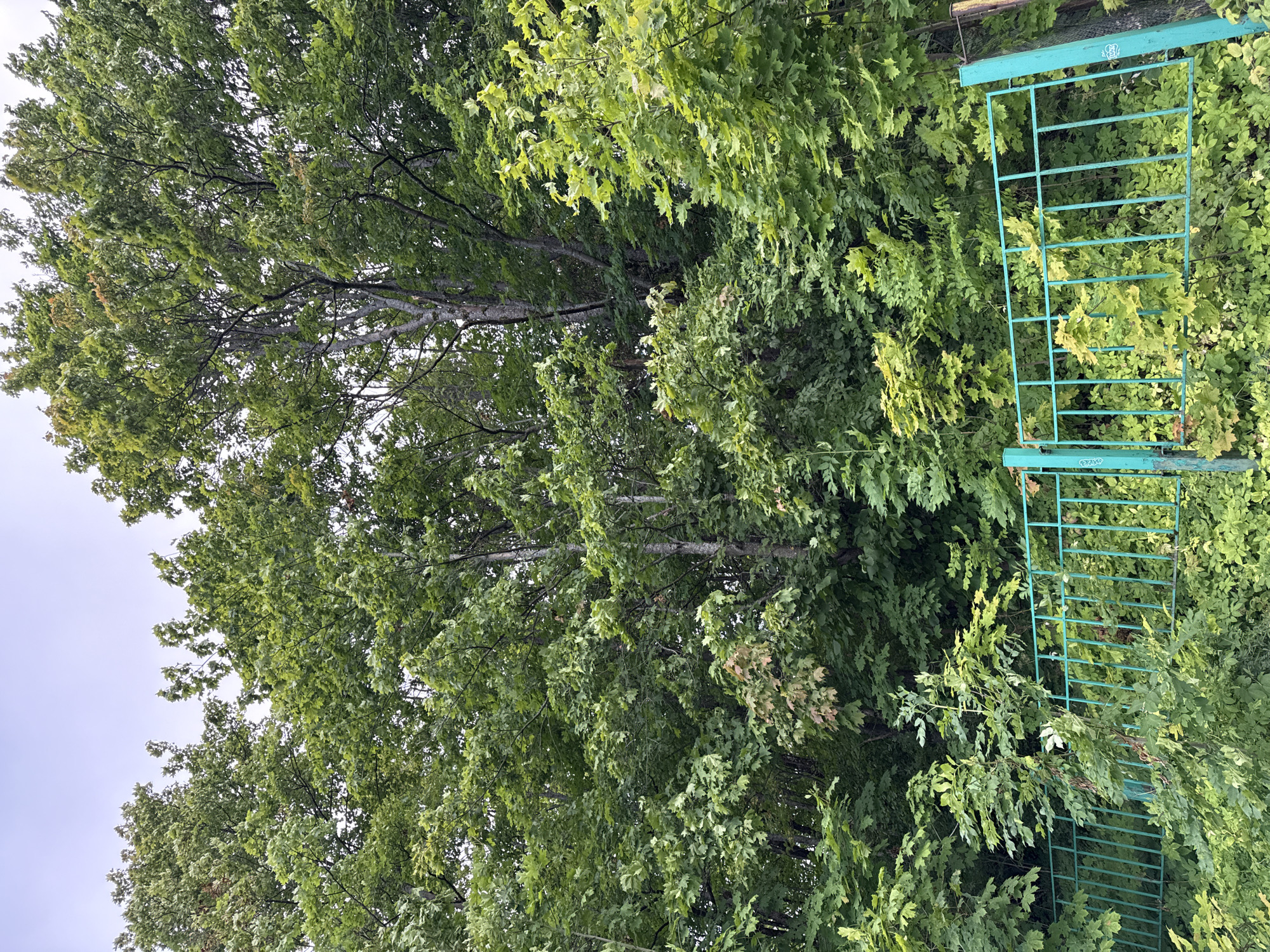 In Krasnoye Selo, Russia, a vibrant green metal fence runs horizontally across the lower portion of the image. Behind the fence, a dense forest of trees with lush green foliage dominates the scene, stretching towards a pale, overcast sky. The trees vary in height and species, creating a layered effect of greenery. Some leaves exhibit a slightly yellow or reddish hue, indicating a transition in the season or variations in species. The overall impression is one of a natural, wooded area within the city, possibly a park or the edge of a residential zone. There are no people visible in the image.