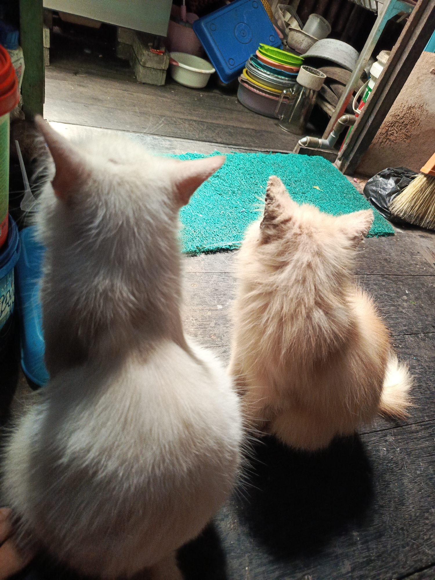 Two domestic cats, one predominantly white and the other light brown, are seated on a wooden floor indoors. The white cat is positioned in the foreground, facing away from the camera. The light brown cat is to its right, also facing away. They are situated on a teal mat. In the background, various household items are visible, including stacks of plastic containers, bowls, a broom, and a black trash bag. The scene suggests a simple, possibly cluttered, indoor environment. The lighting indicates it is daytime. The presence of domestic animals and common household items suggests this is likely a residential area within the city of Banjarmasin, Indonesia, given the context provided.