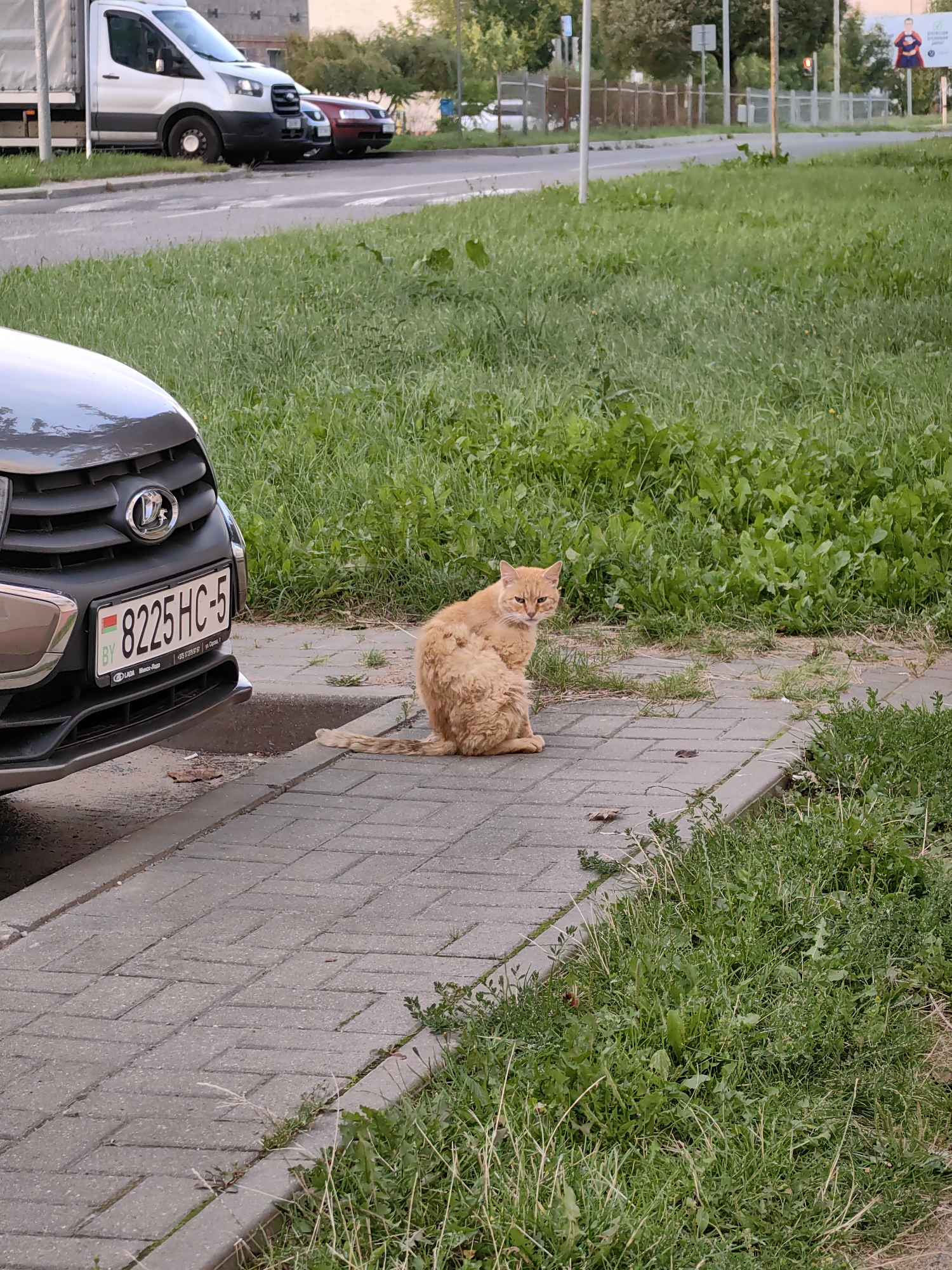 An orange cat is sitting on a paved sidewalk next to a parked car in Fanipal, Belarus. The cat is facing the camera with its head tilted and its mouth slightly open. The car is dark gray and has a license plate that reads "BY 8225 HC-5". In the background, there is a street with other cars and buildings. The area appears to be a residential or commercial district.