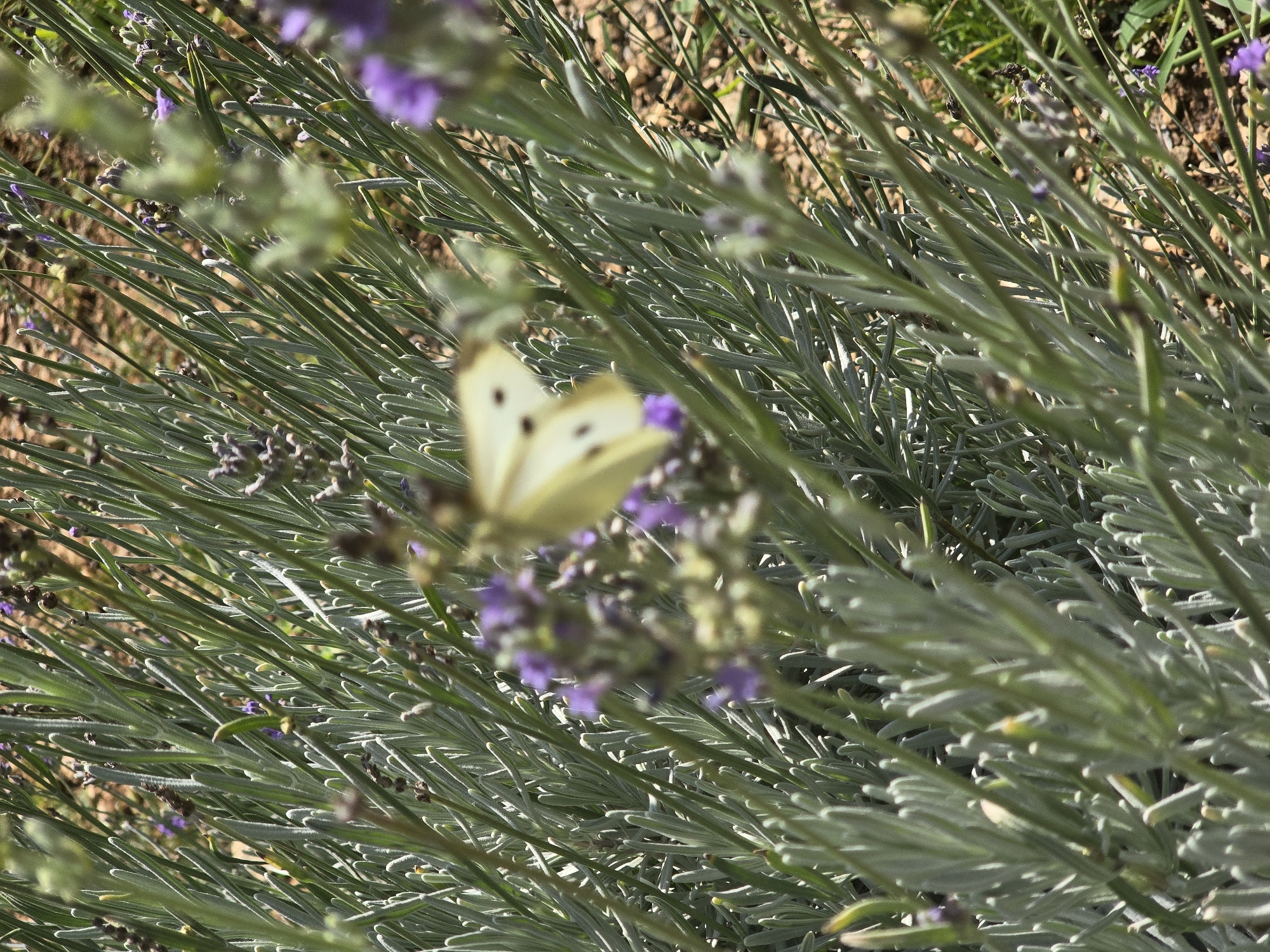 A medium shot, eye-level, outdoor, natural light photograph shows a close-up of lavender stalks with a Cabbage White butterfly on the left. The butterfly is mostly in focus, with its wings extended, and a few black spots visible on its white wings. The lavender stalks are green and fuzzy, with small purple flowers and buds scattered throughout. The background is a blur of brown soil and hints of green grass. The scene is likely in a garden or natural setting in Podgorica, Montenegro, given the presence of lavender. No people are visible in the image.