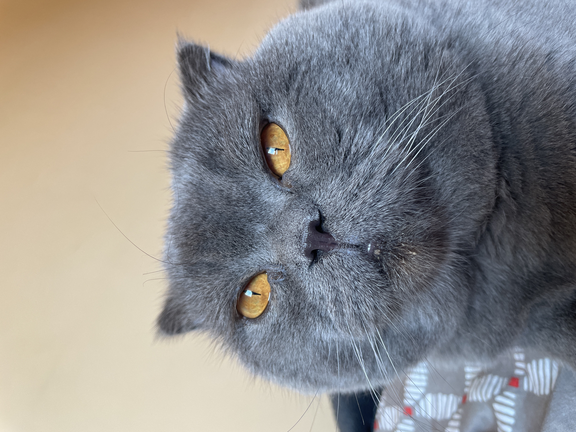 A close-up, eye-level, portrait shot shows the face of a gray Scottish Fold cat. The cat's head is tilted slightly downwards and its gaze is directed forward, with its bright orange eyes open. The background is a plain, light brown color. The cat's ears are folded downwards. Its nose is dark pink and its mouth is slightly open, with some small particles visible on its chin. The cat has white whiskers that extend from its muzzle. Part of a patterned blanket is visible in the lower left corner of the image.