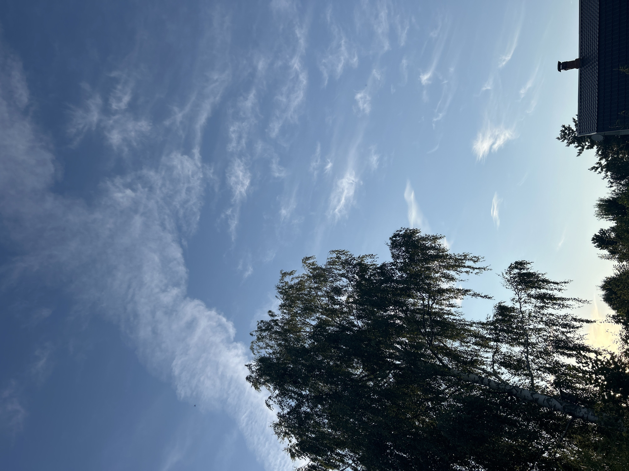 A bright, clear sky with scattered, wispy white clouds dominates the upper portion of the image. A large, dark-leafed tree with thin, drooping branches is positioned on the left side of the frame, its silhouette partially obscuring the sky. The lower portion of the image reveals the dark roof of a building with a brick chimney, and the tops of various trees. The image appears to be taken from the ground, looking upwards. The location is identified as Kalitsino, Russia.