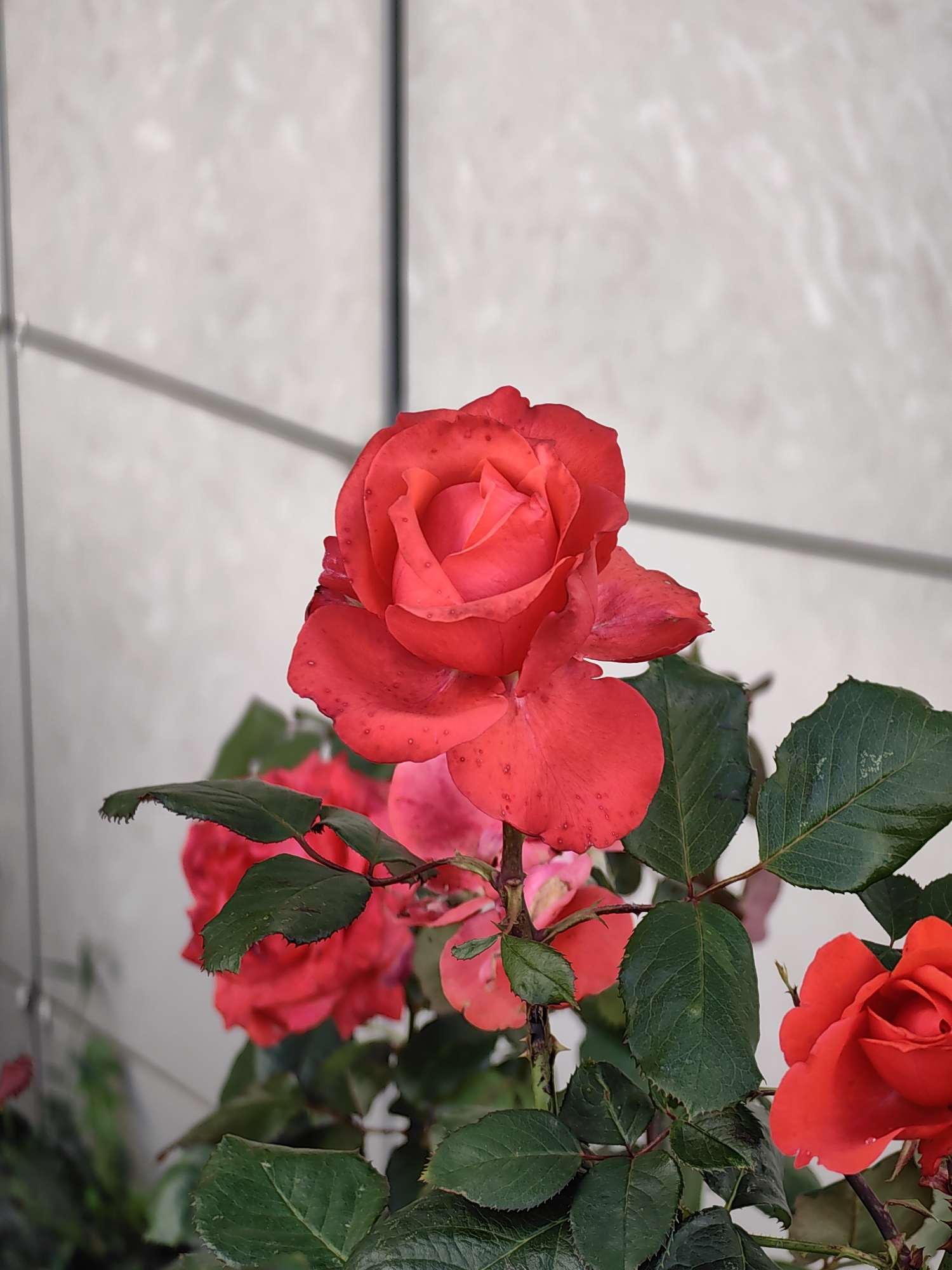 This is a close-up, eye-level, outdoor photograph of several red roses with green leaves. The background is a textured light-colored wall with horizontal lines. The main subject is a large, fully bloomed red rose in the center of the frame, facing slightly to the left. Smaller red roses and green rose leaves are visible in the foreground and mid-ground. The lighting appears natural, suggesting it is daytime. The image does not contain any people or identifiable landmarks that would suggest a specific location in Minsk, Belarus.
