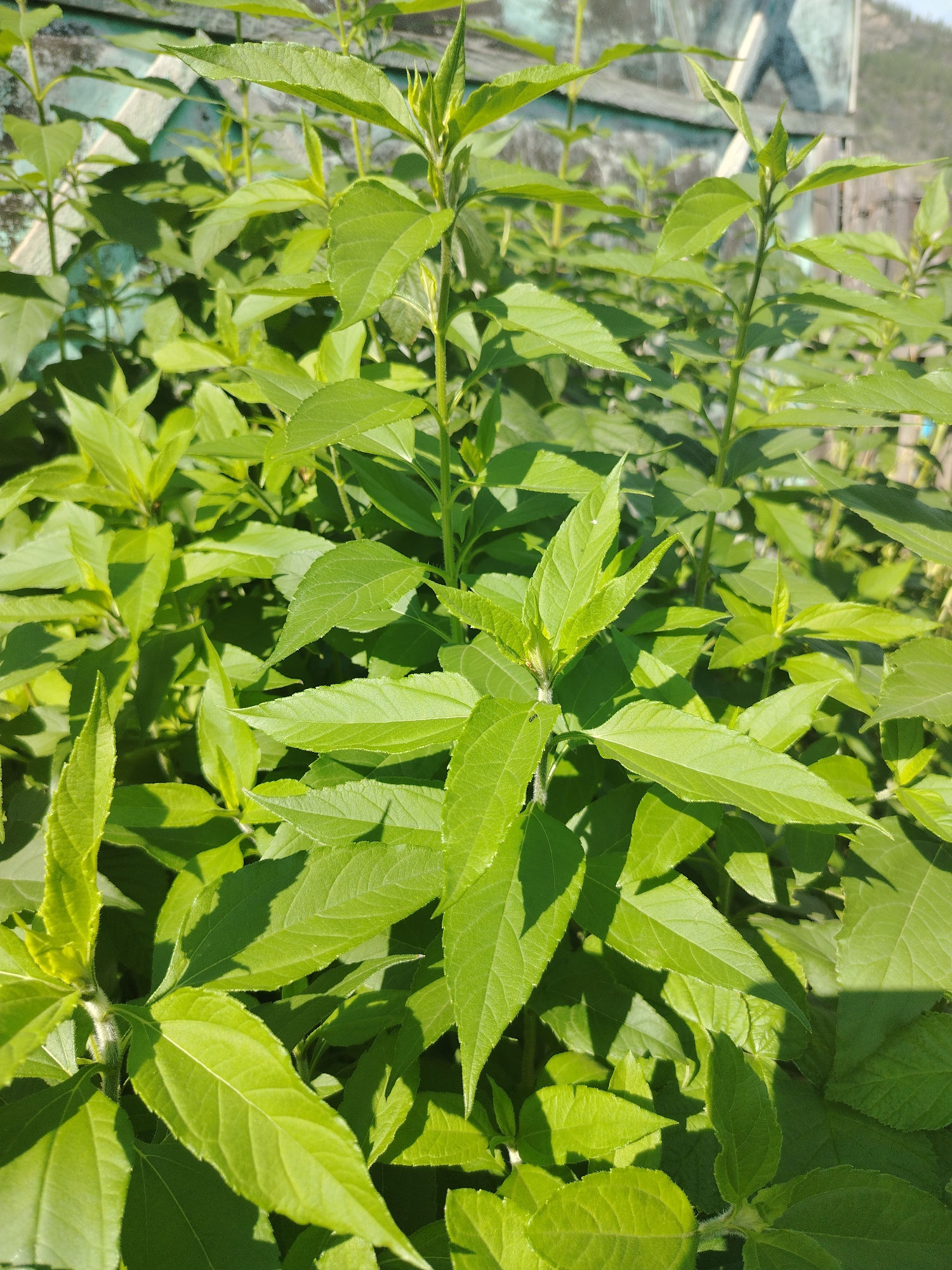 A close-up, eye-level shot captures a dense cluster of vibrant green foliage bathed in bright sunlight. The leaves are elongated with serrated edges and prominent veins, their surfaces catching the light and casting distinct shadows. Some leaves are slightly curled or twisted. The stems are slender and green, with visible fuzzy hairs on some. In the background, slightly out of focus, are hints of a wooden fence and a weathered, light-colored surface, possibly part of a building, with a darker, possibly blue, section at the top. The setting appears to be an outdoor, possibly rural or garden, environment in the city of Iodro, Russia. No people or animals are visible.