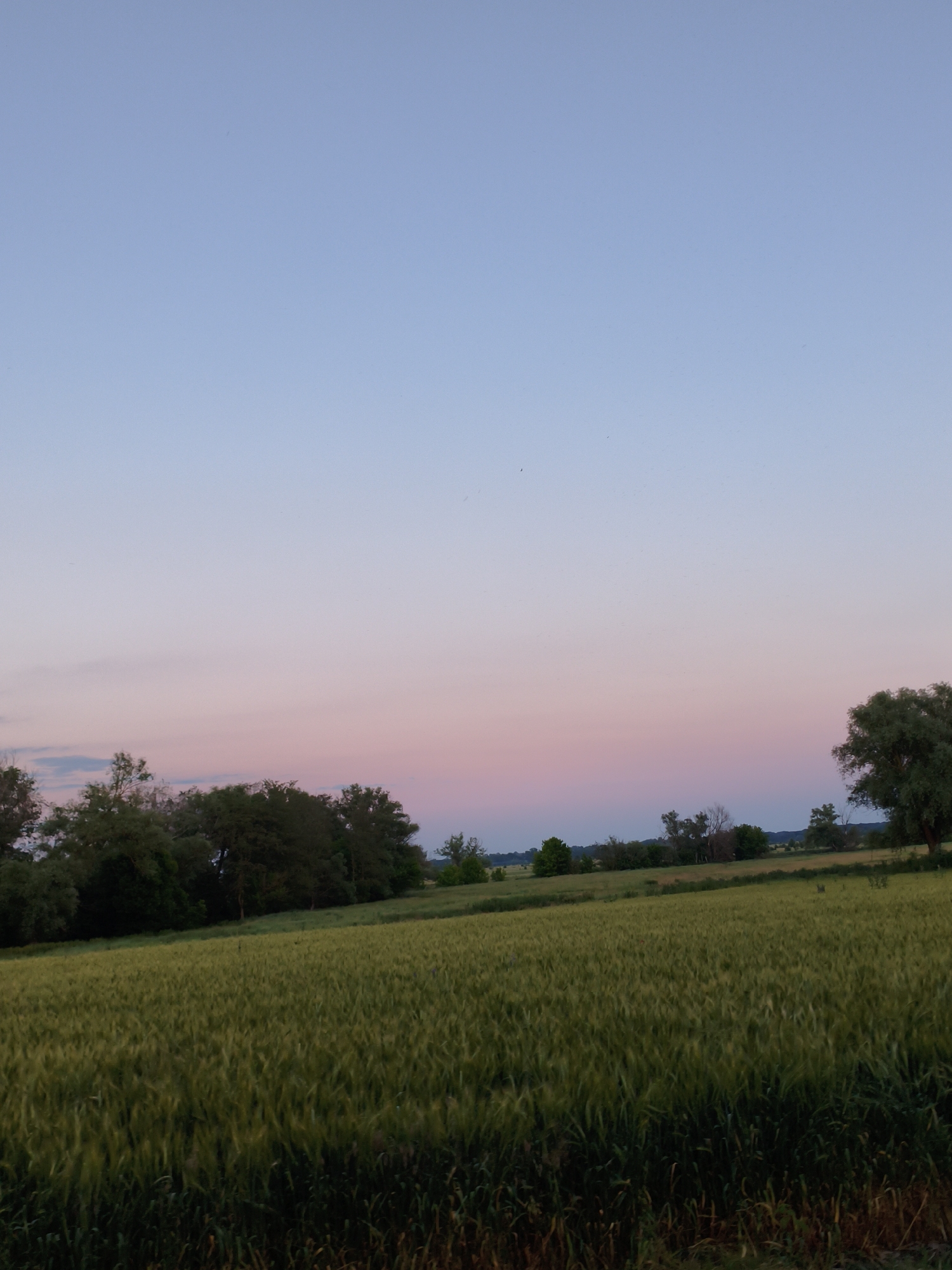 The image depicts a rural landscape in Ustyvytsia, Ukraine, at dusk. A vast field of green crops, likely wheat, dominates the foreground, stretching towards a tree line in the middle ground. The trees, a mix of deciduous varieties, form a dense border across the horizon, with a single large tree on the right side of the frame. The sky above transitions from a pale blue at the top to soft hues of pink and lavender closer to the horizon, indicating the setting sun. The overall scene is tranquil and natural, devoid of any human presence or man-made structures.