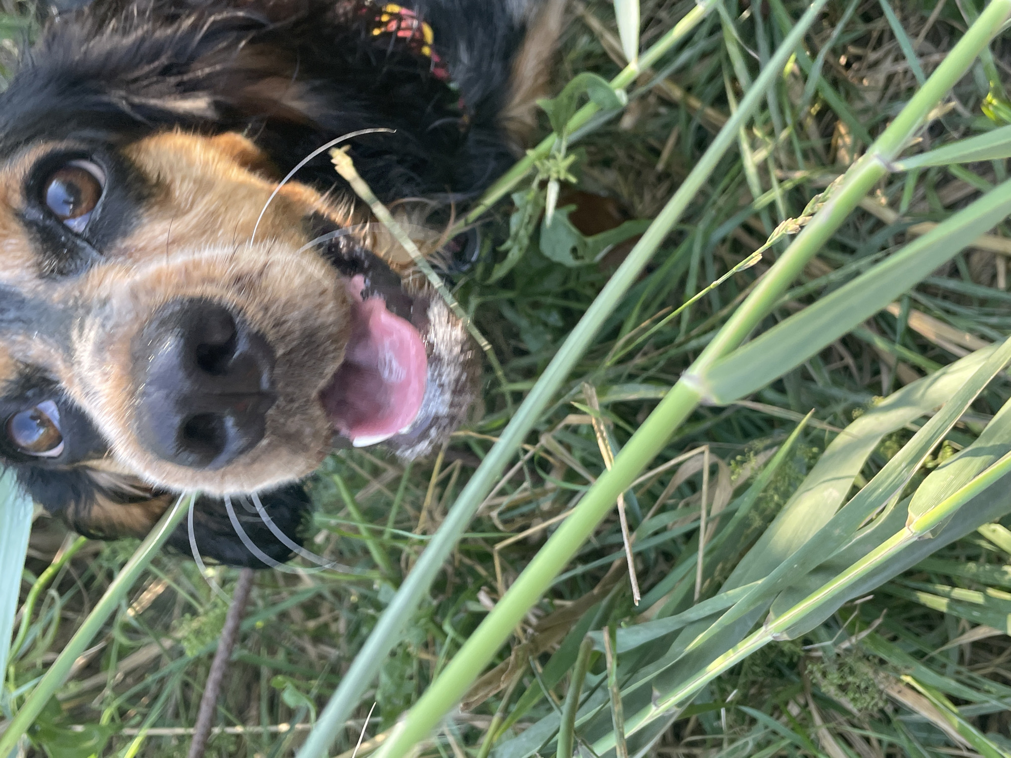 A close-up, eye-level shot features the face of a black and tan dog with its mouth open, panting. The dog's fur is visible around its eyes and nose, with long white whiskers. The background is blurred green grass and stalks of wheat. The image was taken outdoors on a sunny day.