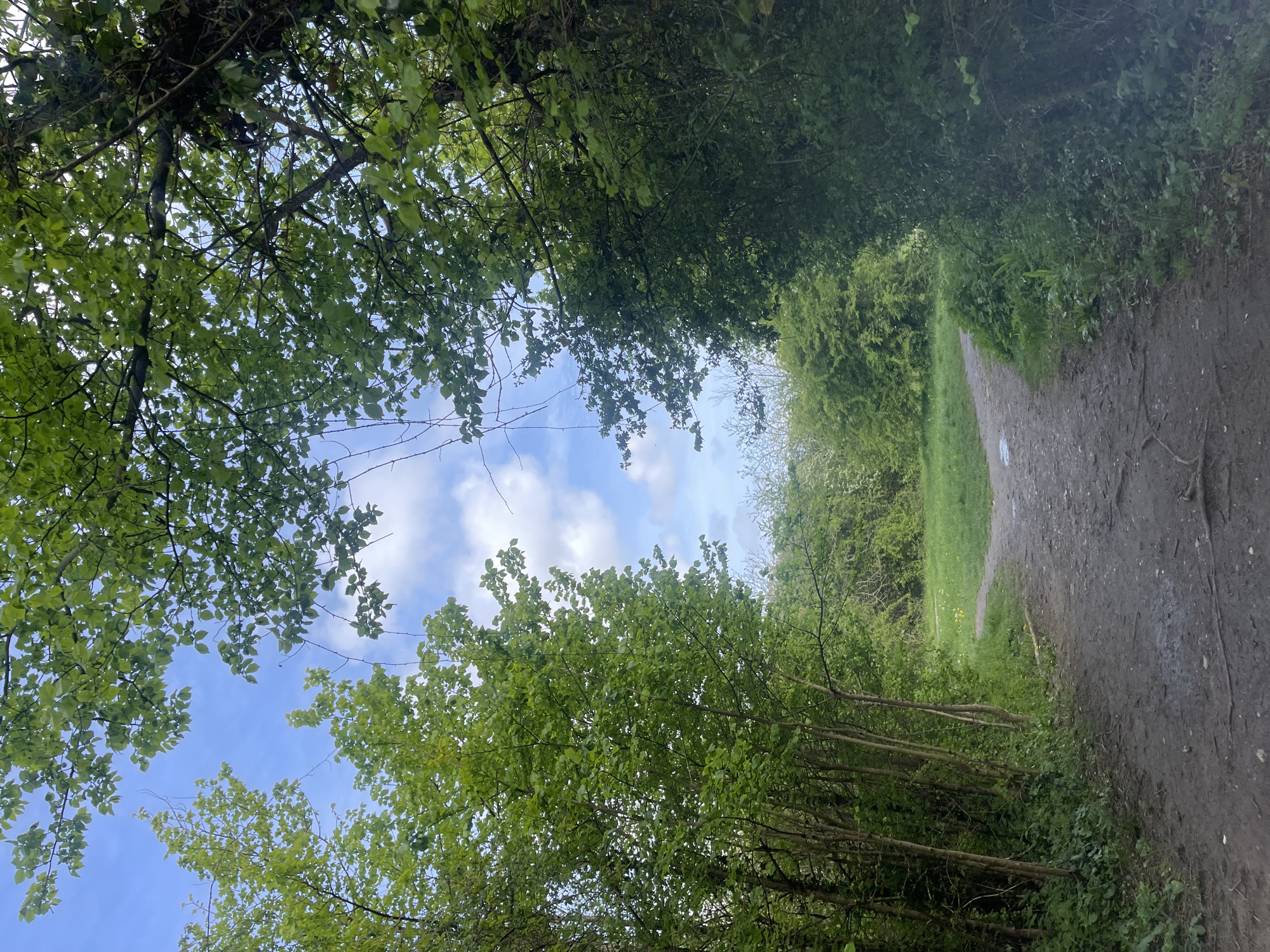 The image shows a natural dirt path or track, viewed from a low angle, leading through a verdant, wooded area. The path appears somewhat uneven, with sections of earth and possibly damp spots, and visible roots near its edges. It gently curves to the right as it stretches into the distance, flanked by dense vegetation.
Overhead and to the left, a thick canopy of lush green deciduous tree leaves and branches forms a natural archway, with sunlight filtering through the foliage. Gaps in the canopy reveal a bright blue sky dotted with scattered white, fluffy clouds. To the right of the path, a dense wall of green bushes and smaller trees lines the way, creating an enclosed feeling.
No people or discernible objects are visible, and no specific activity is taking place, presenting a static scene of natural tranquility. The time of day appears to be bright daylight, suggesting morning or early afternoon, under fair, partly cloudy weather conditions. This type of rural or semi-rural pathway is characteristic of natural areas found in and around Portsmouth, United Kingdom. There is no visible text in the image.