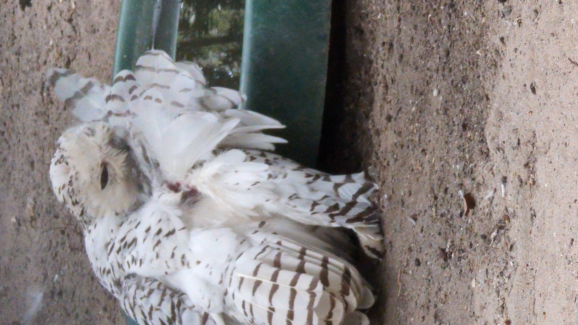 A close-up, eye-level shot captures a snowy owl in an outdoor enclosure, appearing to preen or groom itself. The owl, predominantly white with dark brown barring, is positioned on sandy ground with a weathered green trough filled with water in the background. The owl's head is turned away from the camera, with its beak tucked into its flank feathers. Its large wings are partially spread, revealing intricate feather patterns. The texture of the ground, composed of sand and small pebbles, is detailed. The trough's surface reflects a blurred image of what appears to be foliage. The overall lighting is subdued, creating soft shadows. The scene is consistent with an aviary or zoo environment, and the presence of the trough suggests a watering or bathing facility. Based on the context provided, this scene is located in Viernheim, Germany.
