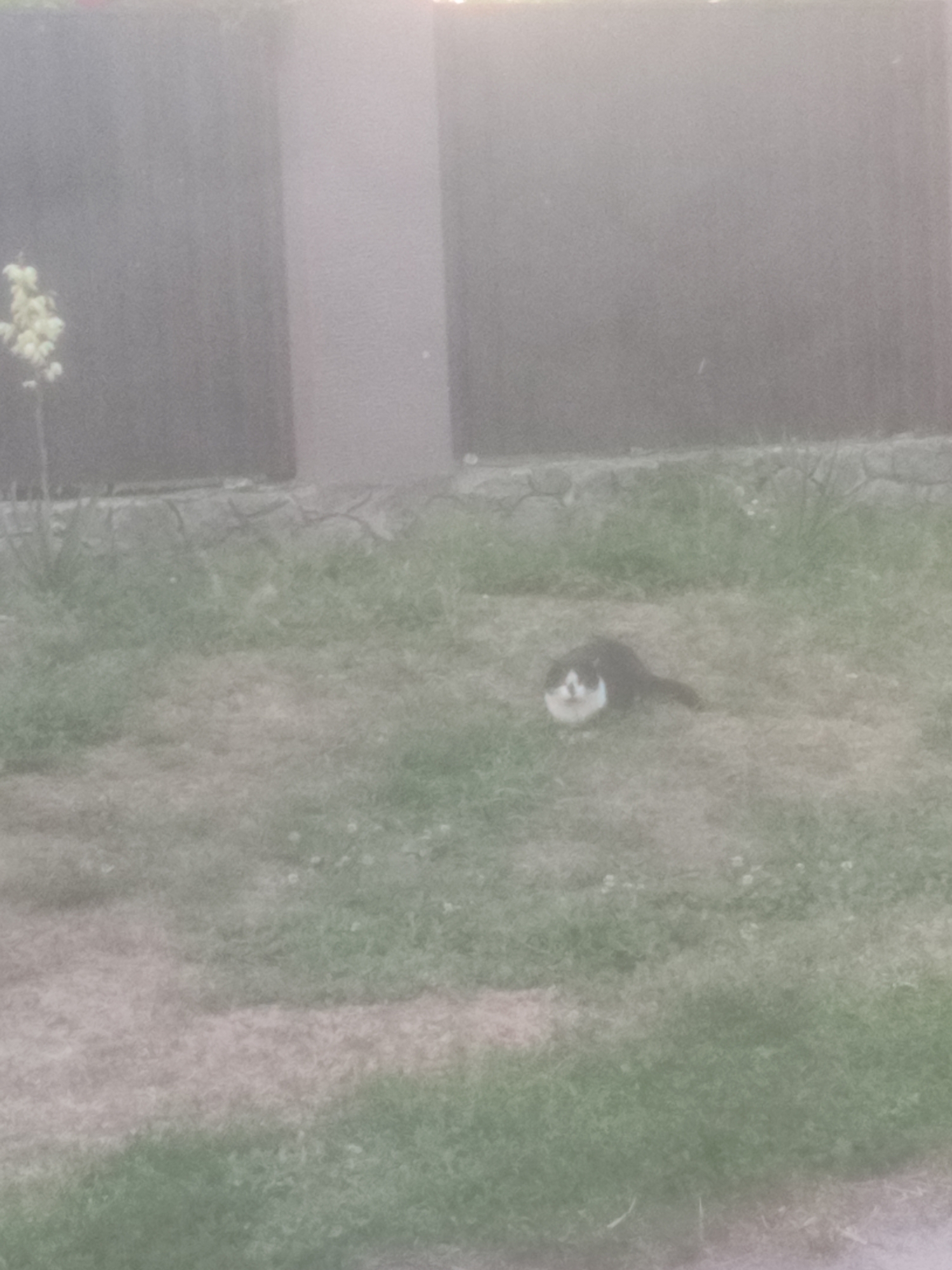 The image shows a black and white cat sitting on a patchy lawn in front of a fence. The cat is mostly black with a white face and chest. It is looking towards the left side of the frame. The lawn is a mixture of green grass and dry, brown patches. Behind the lawn is a low stone wall, and behind that, a fence made of vertical wooden planks. To the left of the fence, there is a tall plant with small white flowers. The overall lighting suggests it is daytime, possibly overcast or late afternoon, due to the soft, diffused light and the muted colors. The image appears to be taken outdoors in a residential or garden setting. There is no visible text.