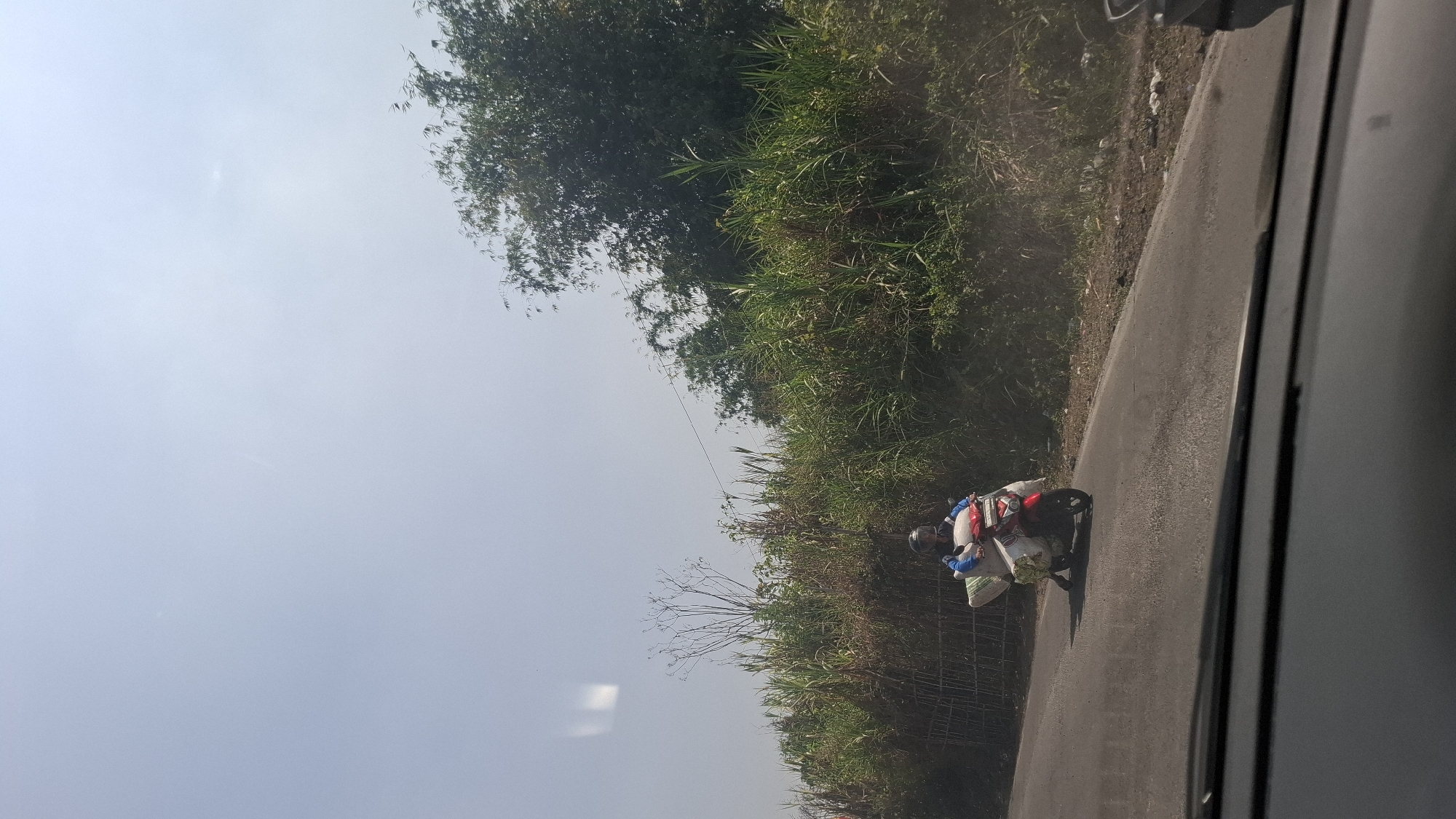 A person on a red and white scooter is traveling on a paved road. The scooter is carrying a significant amount of light-colored cargo, possibly bags or blankets, strapped to the front and rear. The rider is wearing a helmet and a blue and white jacket. The road is bordered by dense green vegetation, including tall grasses and trees, with a bamboo fence visible on the left side. The sky is clear and light blue. The scene appears to be in a rural or semi-rural area, consistent with the environment of Sirnagalih, Indonesia. The photograph is taken from a low angle, likely from inside another vehicle.