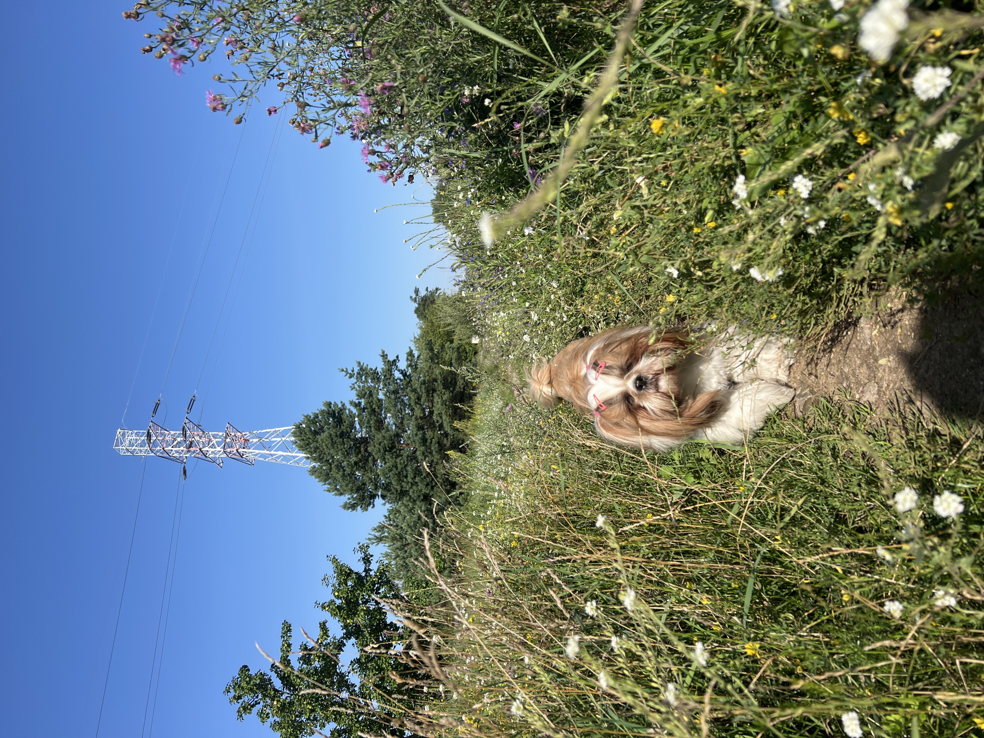 A Shih Tzu dog, adorned with pink bows in its fur, walks down a dirt path through a field of tall grass and wildflowers. The dog is the central focus, positioned in the middle ground. In the background, a large electrical tower stands tall against a clear blue sky. The surrounding environment is a natural landscape with various trees and flowering plants. The scene is captured on a sunny day.