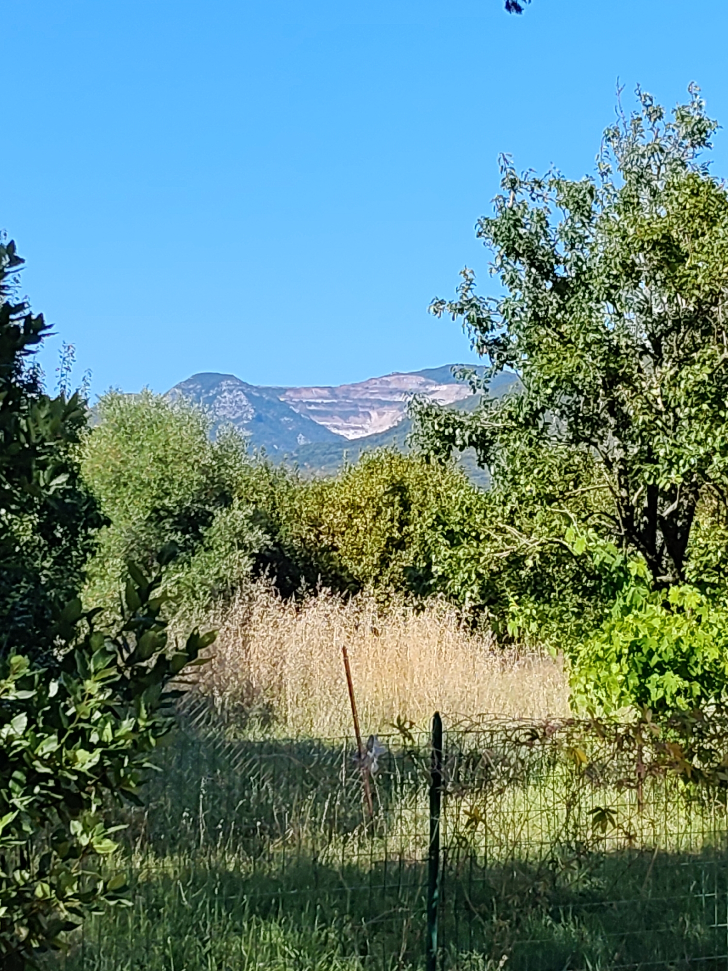 The image shows a natural landscape with a clear blue sky. In the foreground, there is lush green foliage from trees on the left and right, with a wire fence running across the lower part of the frame. Behind the fence, tall, dry grass or reeds are visible, and further back, a dense line of green trees and bushes forms a mid-ground. In the distance, a mountain range is visible, with a large, visible scar on its side, indicative of quarrying or mining activity. The mountain appears to be composed of layered rock. The overall scene suggests a rural or semi-rural setting in Campiglia Marittima, Italy, where such natural beauty and resource extraction might coexist. There are no people or animals visible in the image.