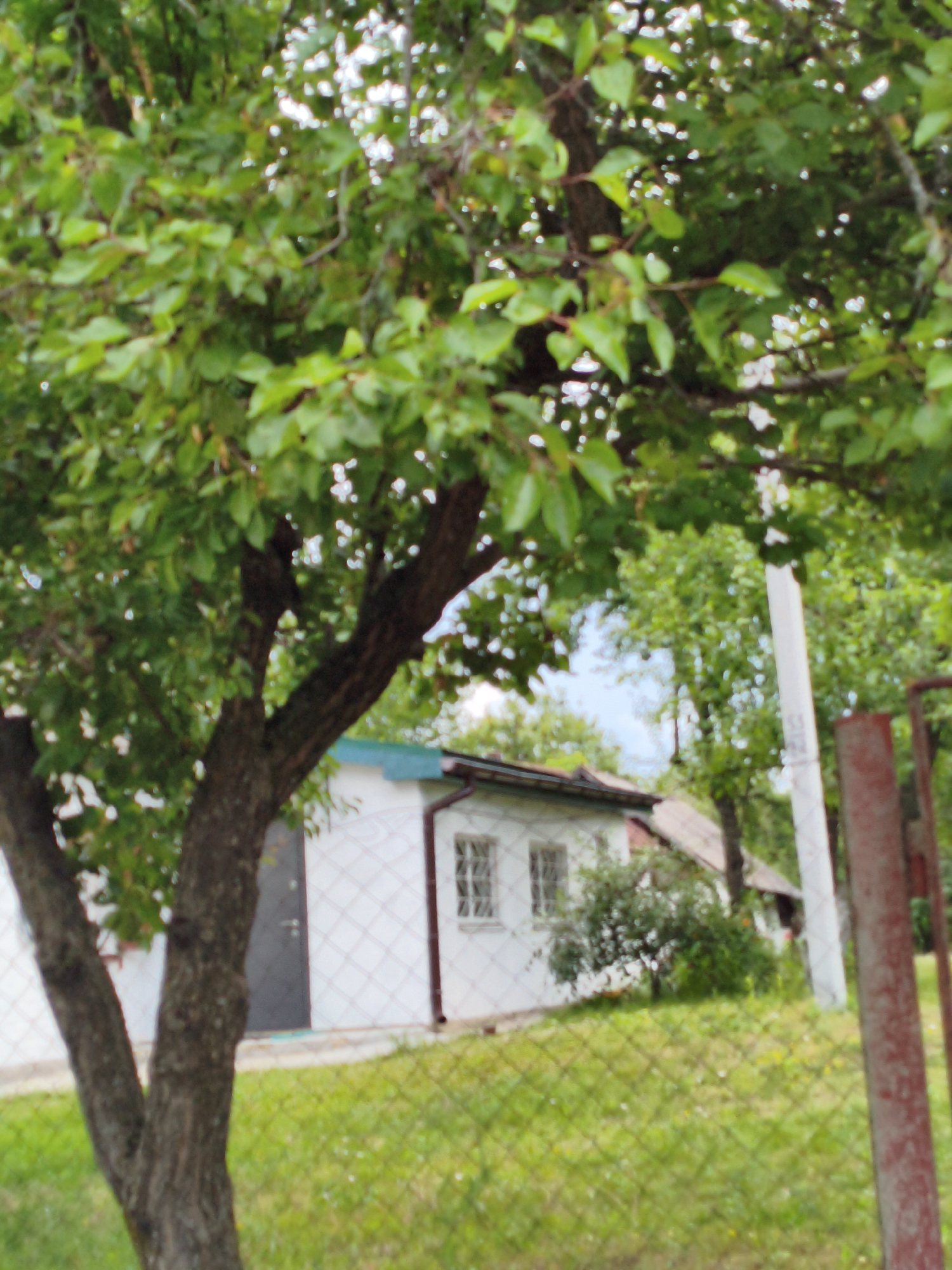 The image depicts a rural scene in Ustyvytsia, Ukraine, dominated by lush green foliage from a large tree in the foreground. The tree has a thick, textured bark and its branches, laden with leaves, obscure much of the background. Behind the tree, a white building with a dark door and two windows is visible. The building appears to be a small house or shed, with a brown-tiled roofline. A chain-link fence runs across the lower portion of the image, separating the foreground from a grassy area that is dotted with small white flowers. In the middle ground, beyond the fence, is the white building, and further back, more trees and greenery can be seen. A tall, white pole, possibly a utility pole, stands to the right of the building, and a reddish-brown fence post is also visible on the far right edge of the frame. The sky is overcast or the lighting is diffused, creating a soft, natural ambiance.