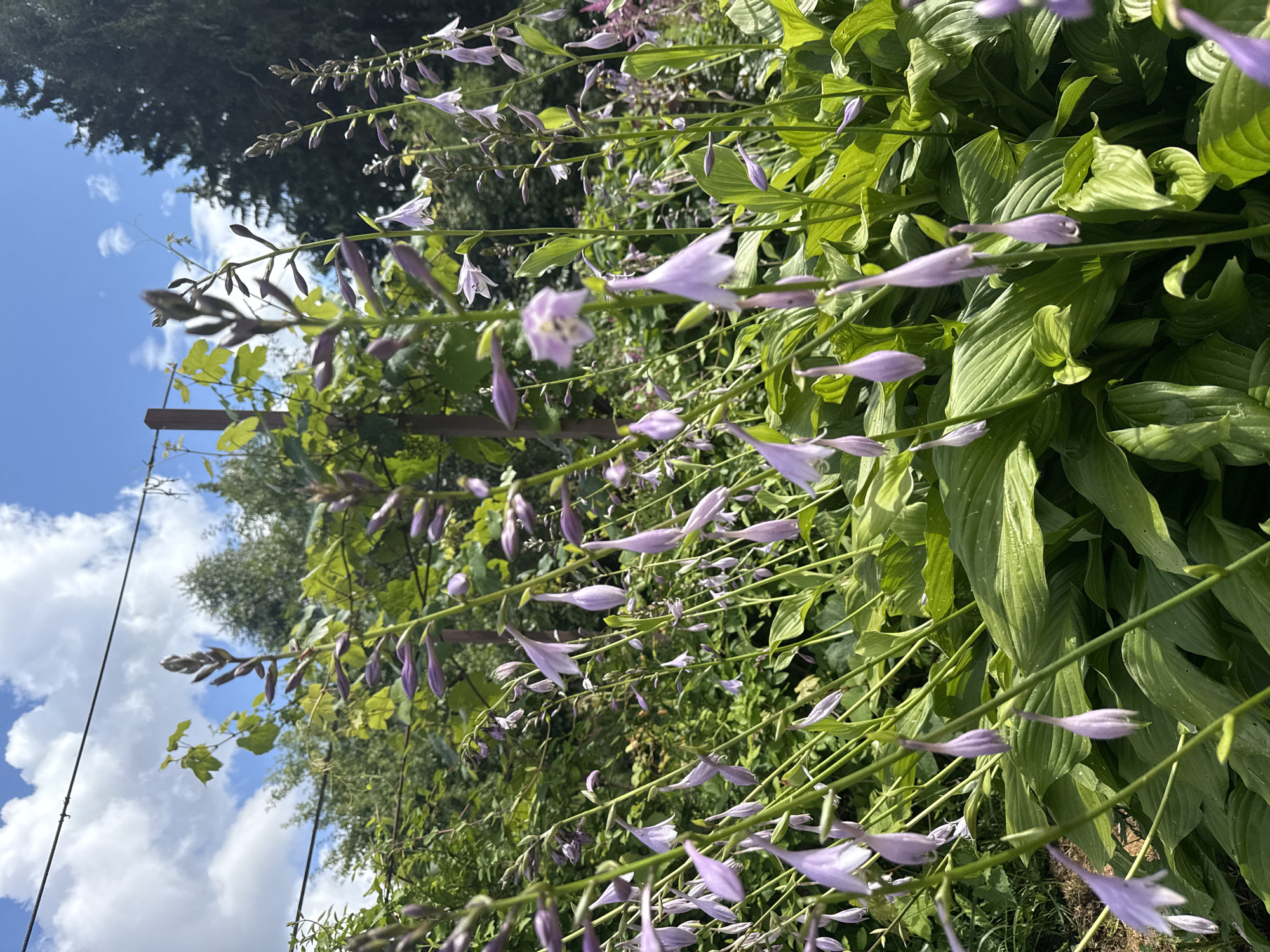 The image shows a close-up view of a garden with many flowering hosta plants. The hostas have large, green, textured leaves and tall stalks with clusters of drooping, bell-shaped, pale purple flowers. Some flower buds are visible, still closed. In the background, there is lush green foliage from other plants and trees, suggesting a natural or cultivated garden setting. A wooden post and some wires are visible in the upper portion of the image, possibly part of a fence or support structure. The sky above is blue with scattered white clouds, indicating fair weather. The scene is outdoors, likely during daylight hours. There are no people or animals visible. The location is identified as Mahilyow, Belarus.