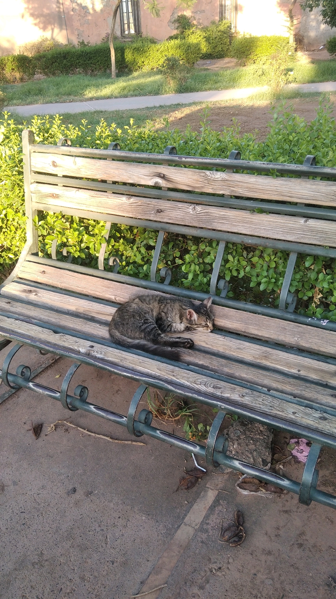 A tabby cat is curled up asleep on a weathered wooden park bench. The bench has a metal frame and is positioned outdoors, with green bushes and a paved path visible in the background. The scene appears to be in Marrakesh, Morocco, given the warm lighting and vegetation. The cat is the sole subject in focus, resting peacefully amidst the urban landscape.
