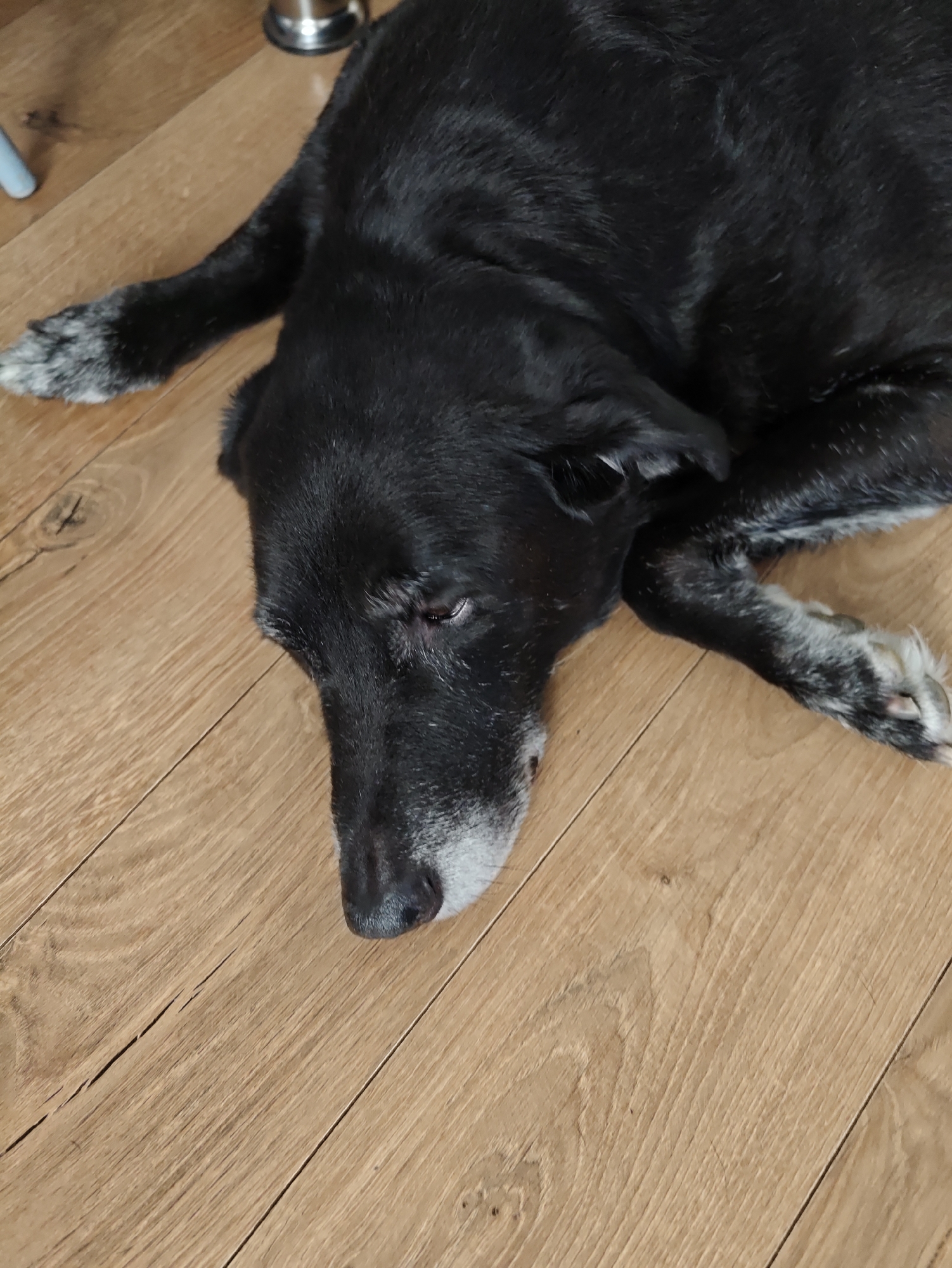 A black dog with greyish muzzle and paws is lying on a light brown wooden floor. The dog is facing left with its head resting on the floor, eyes partially closed. Its front legs are extended forward and its hind legs are tucked underneath its body. The floorboards are visible with their grain pattern. The image is a close-up of the dog and the floor. There are no people or other objects clearly identifiable in the frame, other than a blurry silver object in the upper left corner. The setting appears to be indoors.