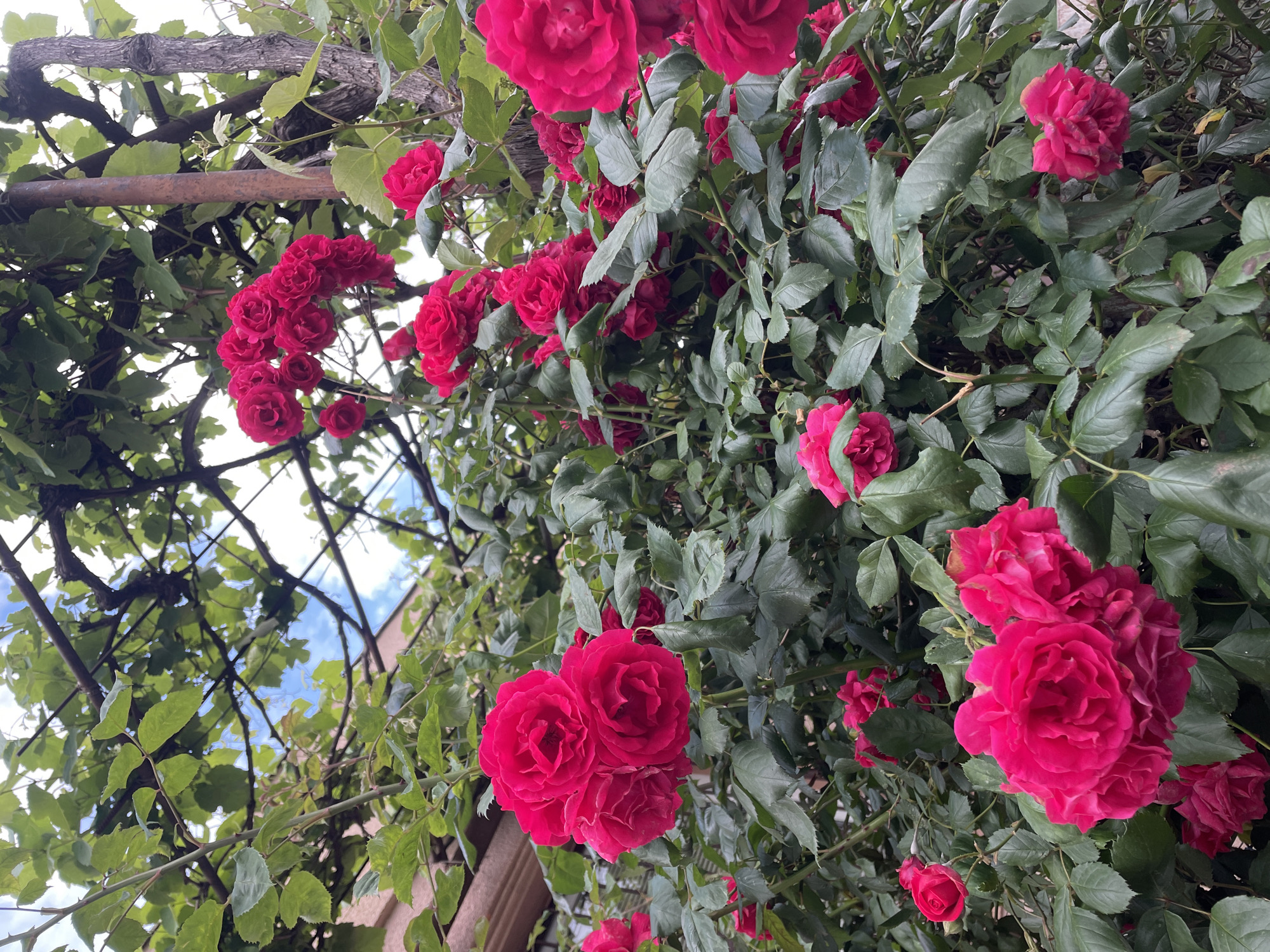 The image shows a climbing rose bush with deep red roses, growing on a support structure, possibly a trellis or pergola. The roses are in various stages of bloom, some fully open and others still budding. The leaves are a deep green and appear healthy. Parts of branches and leaves from other trees or vines are also visible. The support structure appears to be made of wood and metal. Above the roses, a glimpse of a pale blue sky and clouds is visible. It could be the location in the city of Tbilisi, Georgia but there is nothing specific to confirm this.
