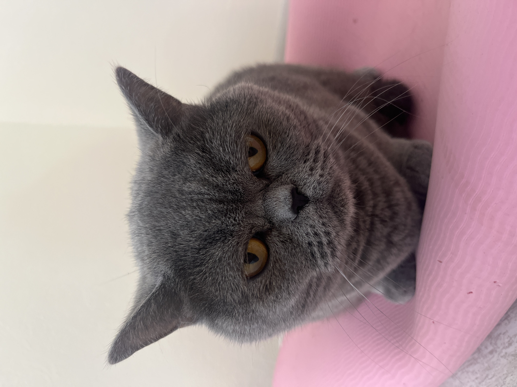 A close-up shot captures a British Shorthair cat with grey fur and yellow eyes, sitting on a pink surface. The cat is facing the camera directly, with its ears perked up and a serious expression on its face. The background is a plain, light-colored wall. The cat's body is partially obscured by its folded paws. The pink surface appears to be a mat or cushion, with a rippled texture. Several long, thin whiskers extend from the cat's muzzle, some of which are resting on the pink surface. The image is well-lit, highlighting the cat's features and the texture of its fur. The scene is devoid of any human presence and offers no contextual information related to Saint Petersburg, Russia.